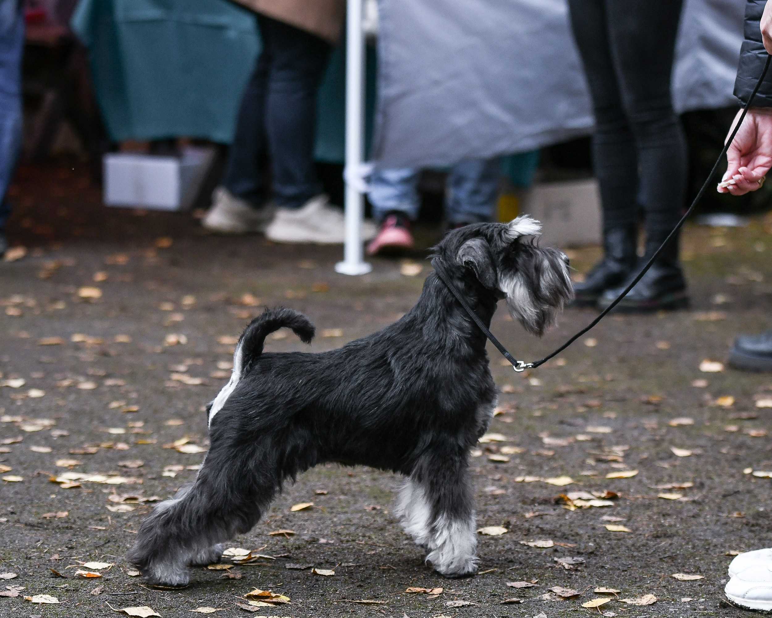 Питомник Делинсо Бэлэнс, щенки цвергшнауцера, купить щенка цвергшнауцера, питомник цвергшнауцеров, кобель цвергшнауцера для вязки, щенок цвергшнауцера, питомник цвергшнауцеров, черный с серебром, цверг, лучший питомник в беларуси