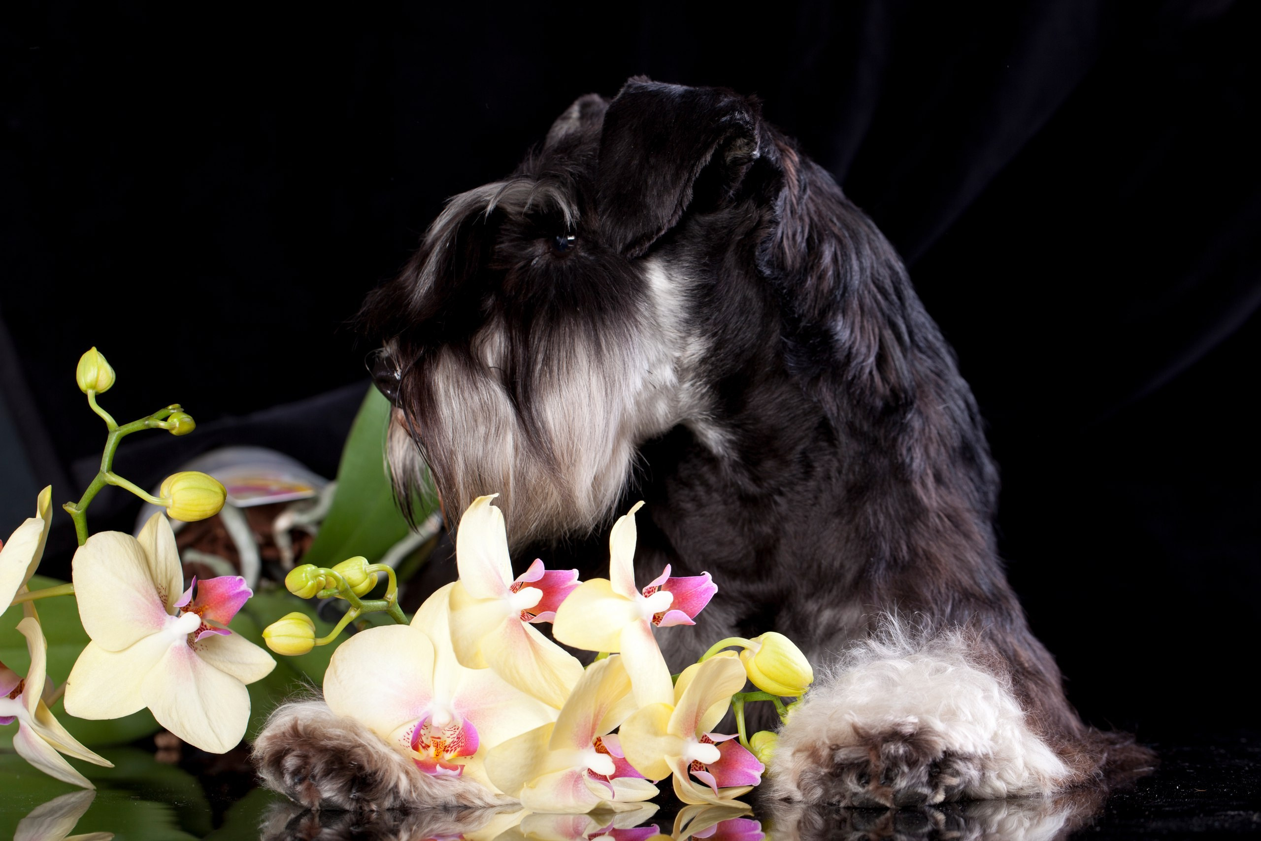 Питомник Делинсо Бэлэнс, щенки цвергшнауцера, купить щенка цвергшнауцера, питомник цвергшнауцеров, кобель цвергшнауцера для вязки, щенок цвергшнауцера, питомник цвергшнауцеров, черный с серебром, цверг, лучший питомник в беларуси, питомник цвергшнауцеров минск