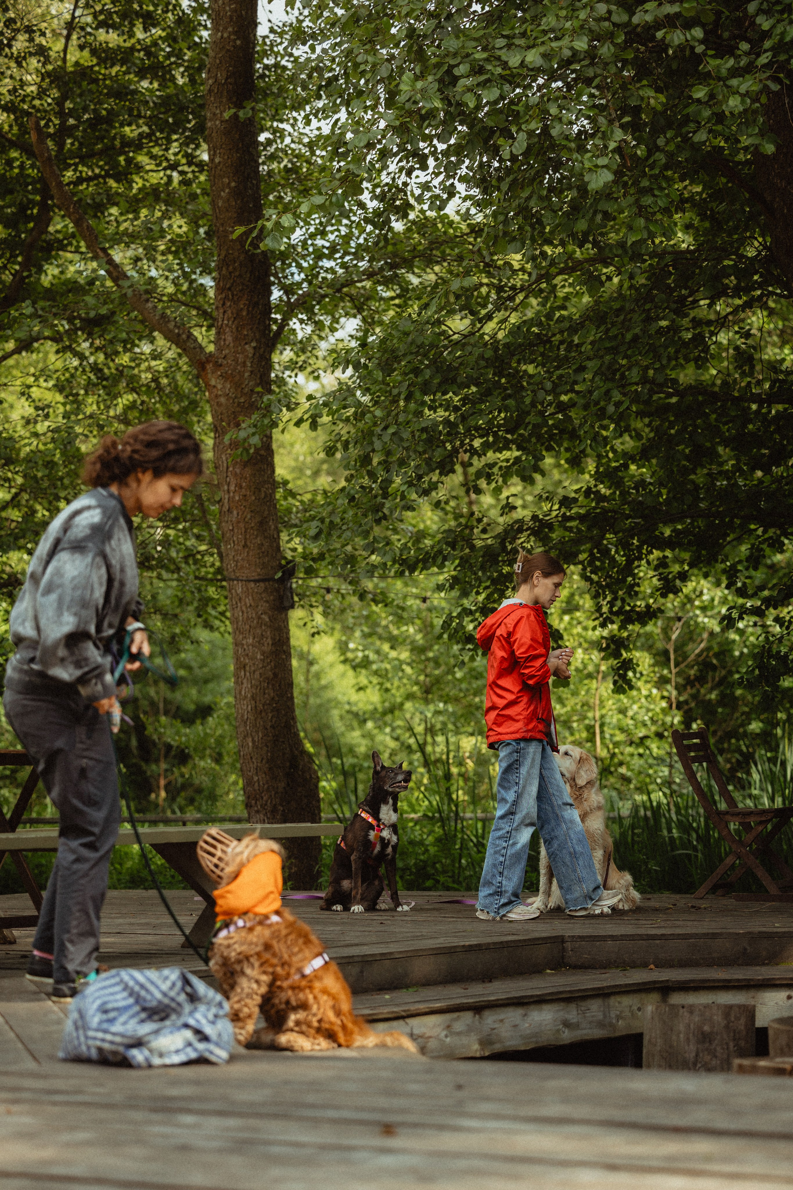 Выездной дог-тренинг от школы «Шерсть имею»