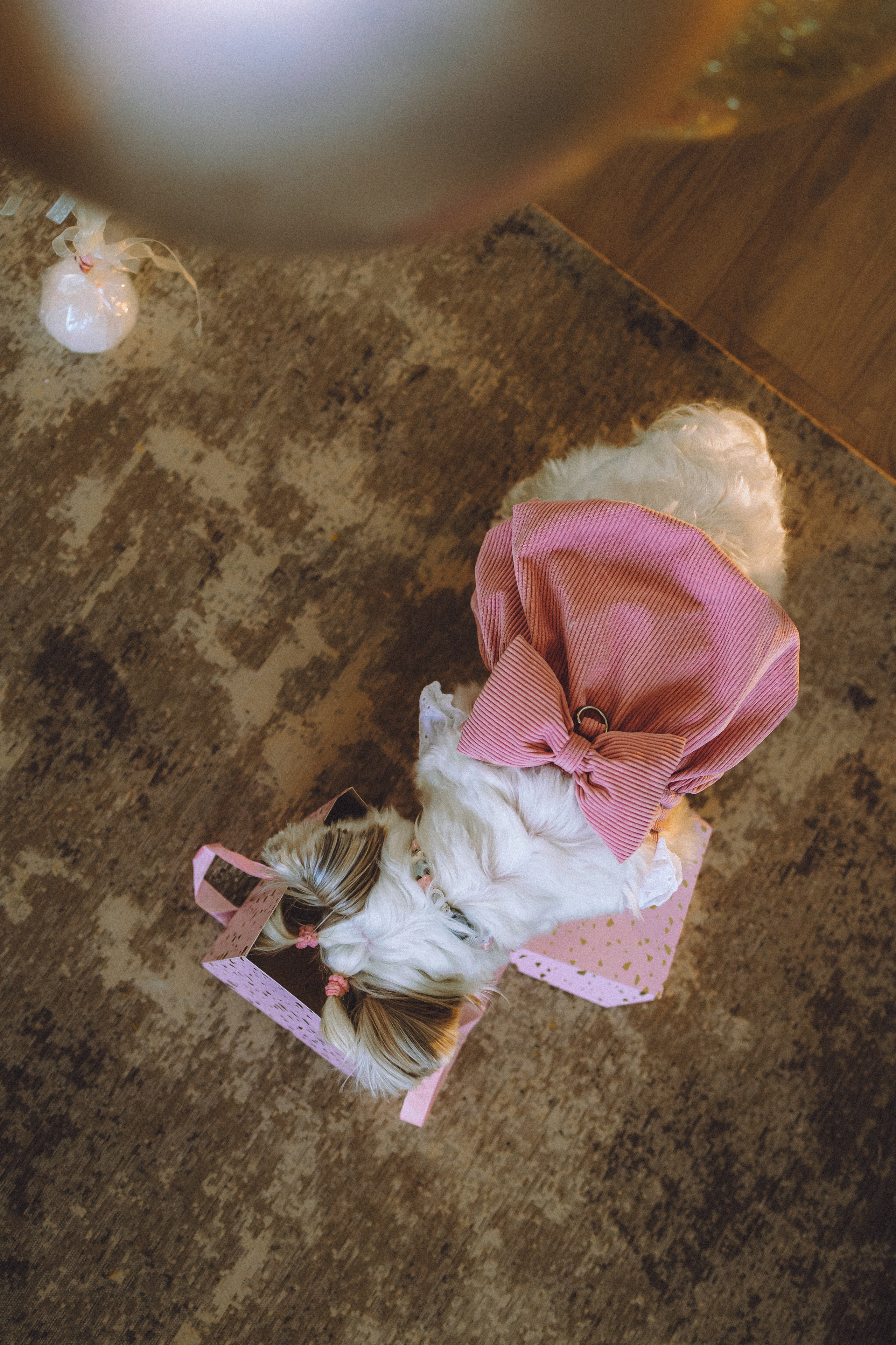 День Рождения Шу