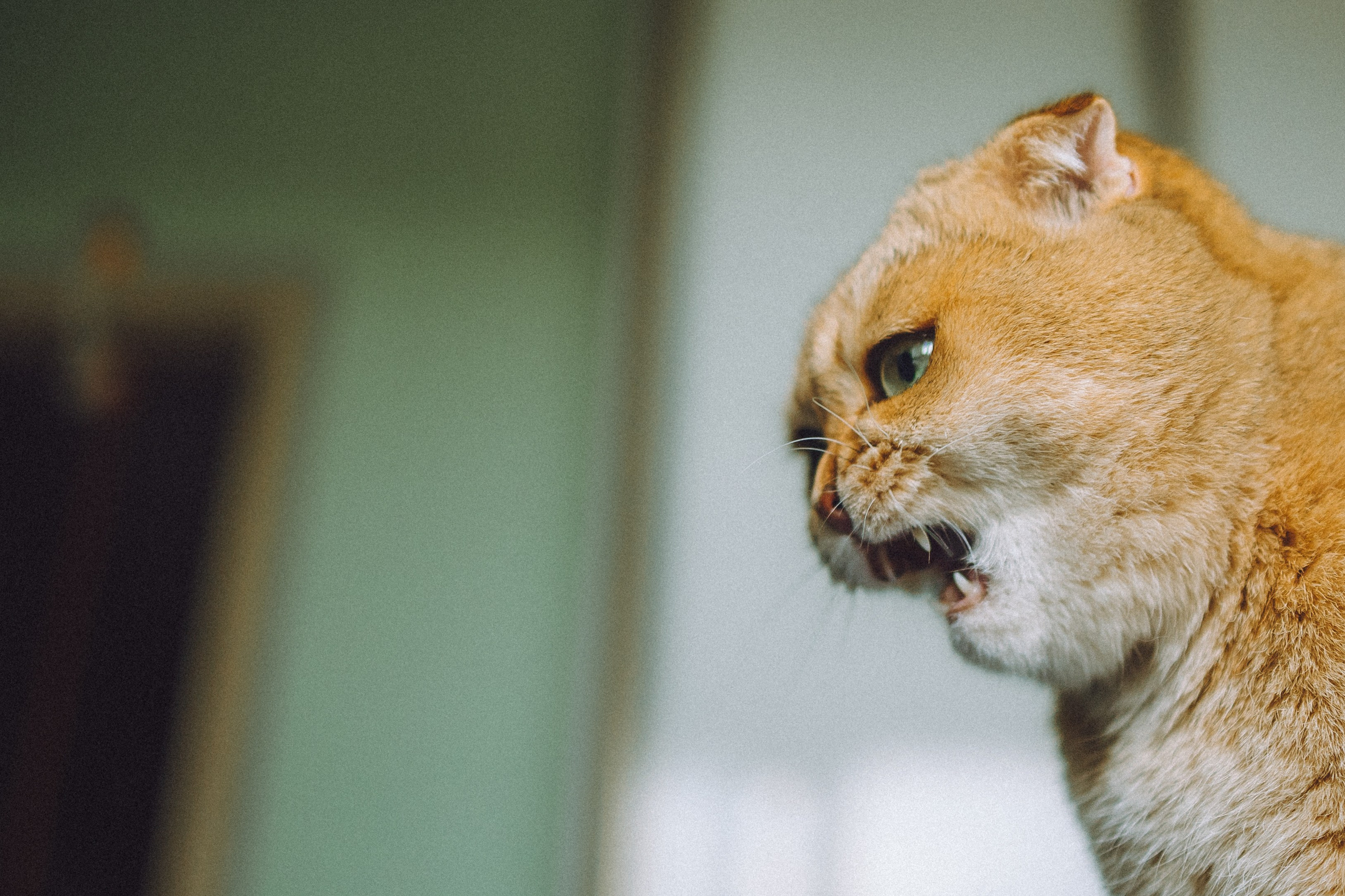 Генри и его семья