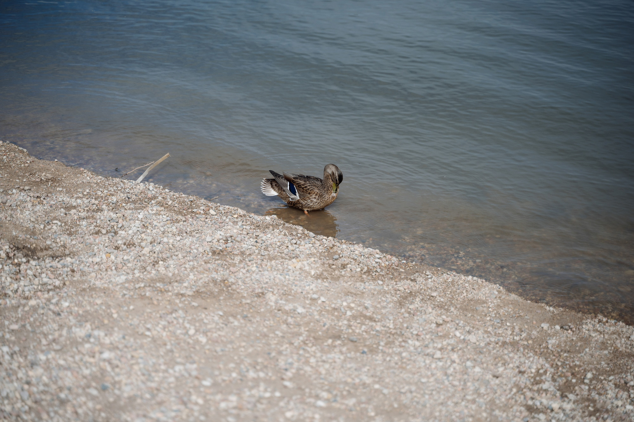 Yandex. Свадебный фотограф Минск