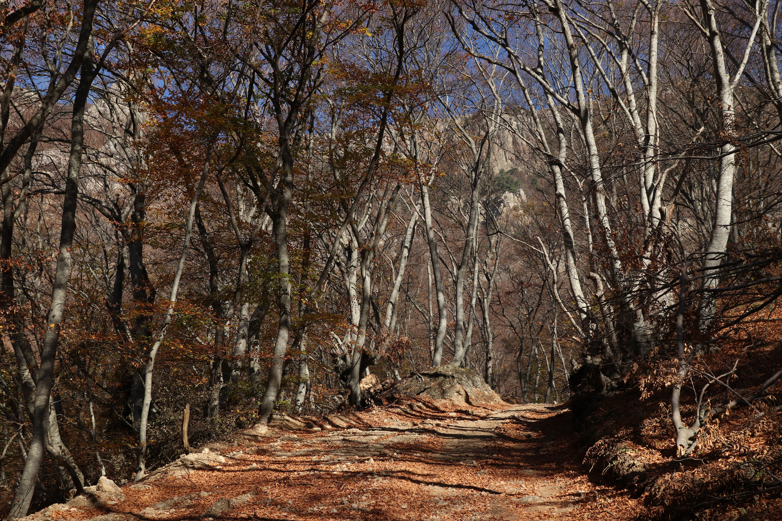 Крым. ЮБК (Гурзуф, Судак и их окрестности). Ноябрь 2023. Путешественник-фотограф из Санкт-Петербурга Татьяна Свистулина