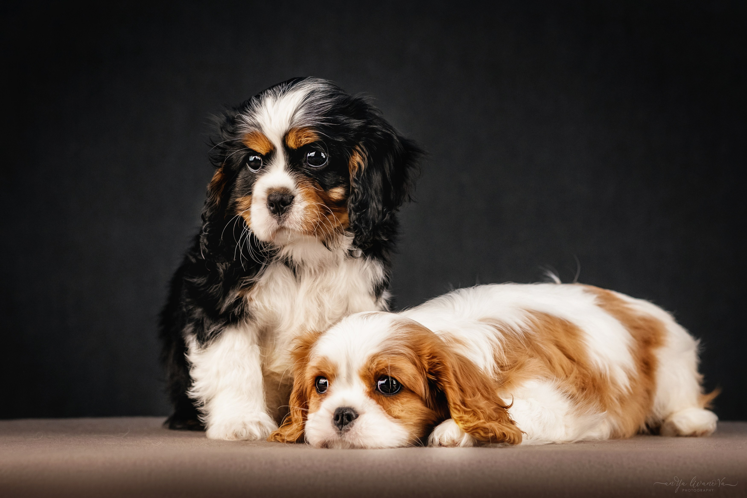 Кавалерчики. Фотограф анималист Аня Ливанова | Рыбинск