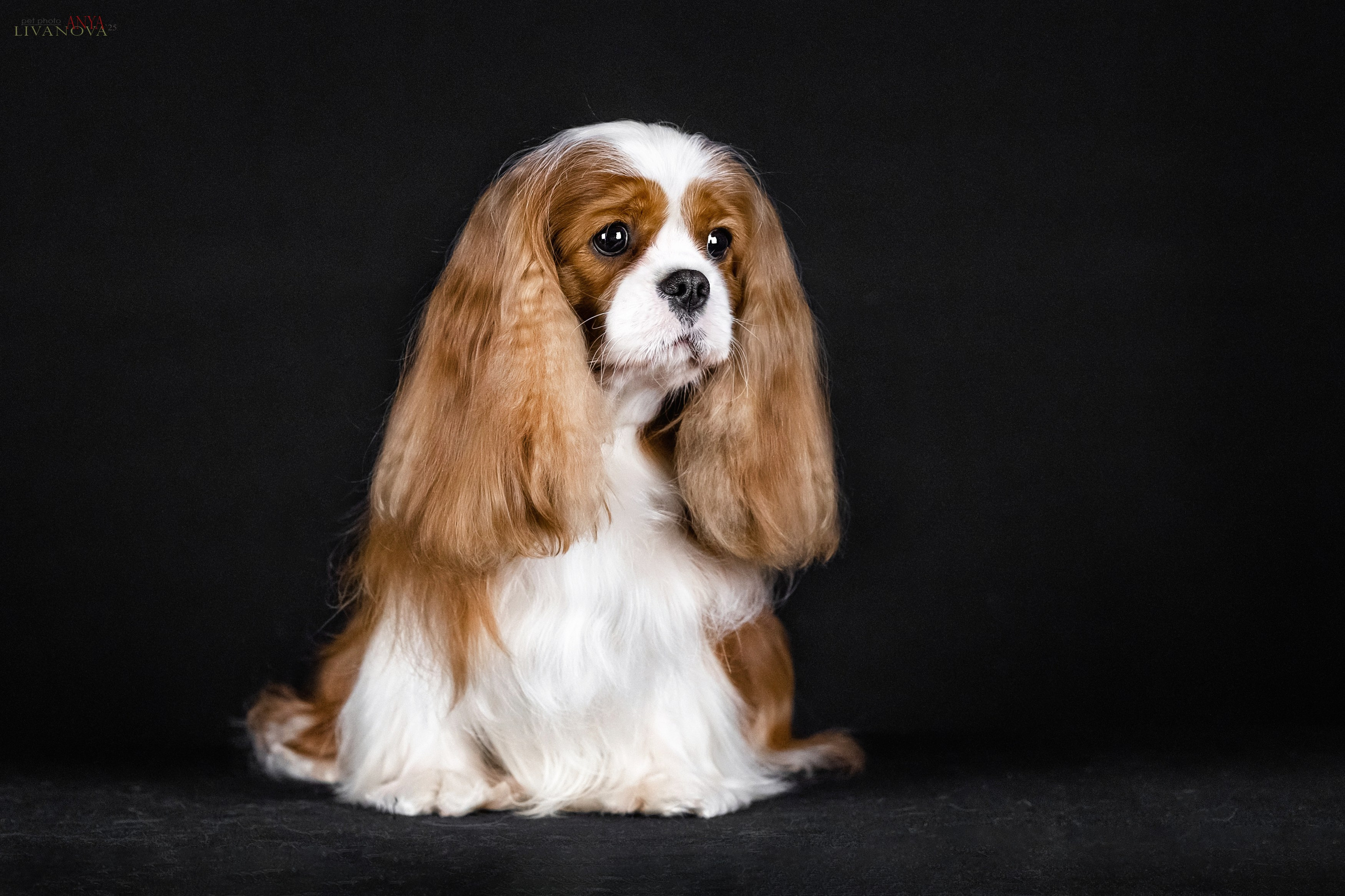 Вовчик. Фотограф анималист Аня Ливанова | Рыбинск