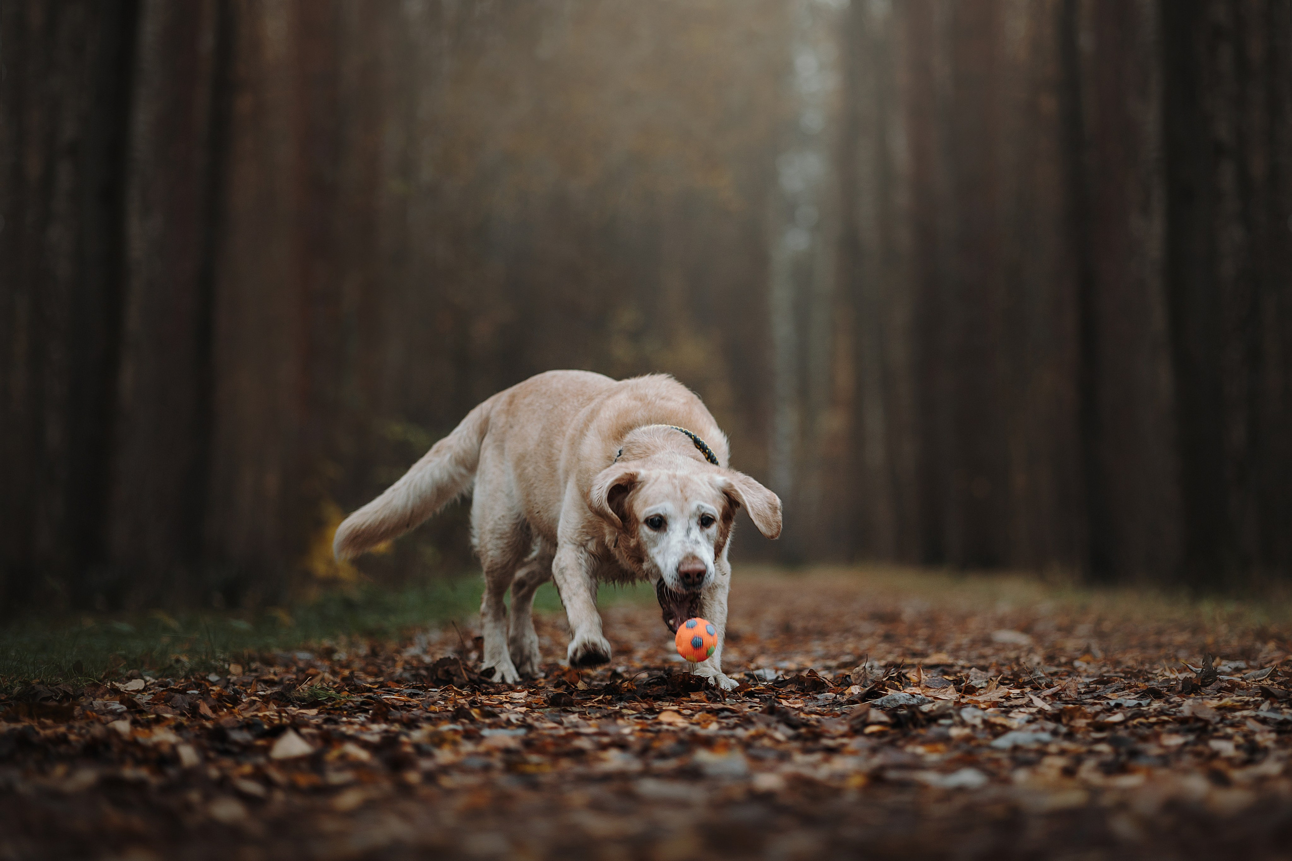 Оксана и Барон. Фотограф — Анималист | Санкт-Петербург