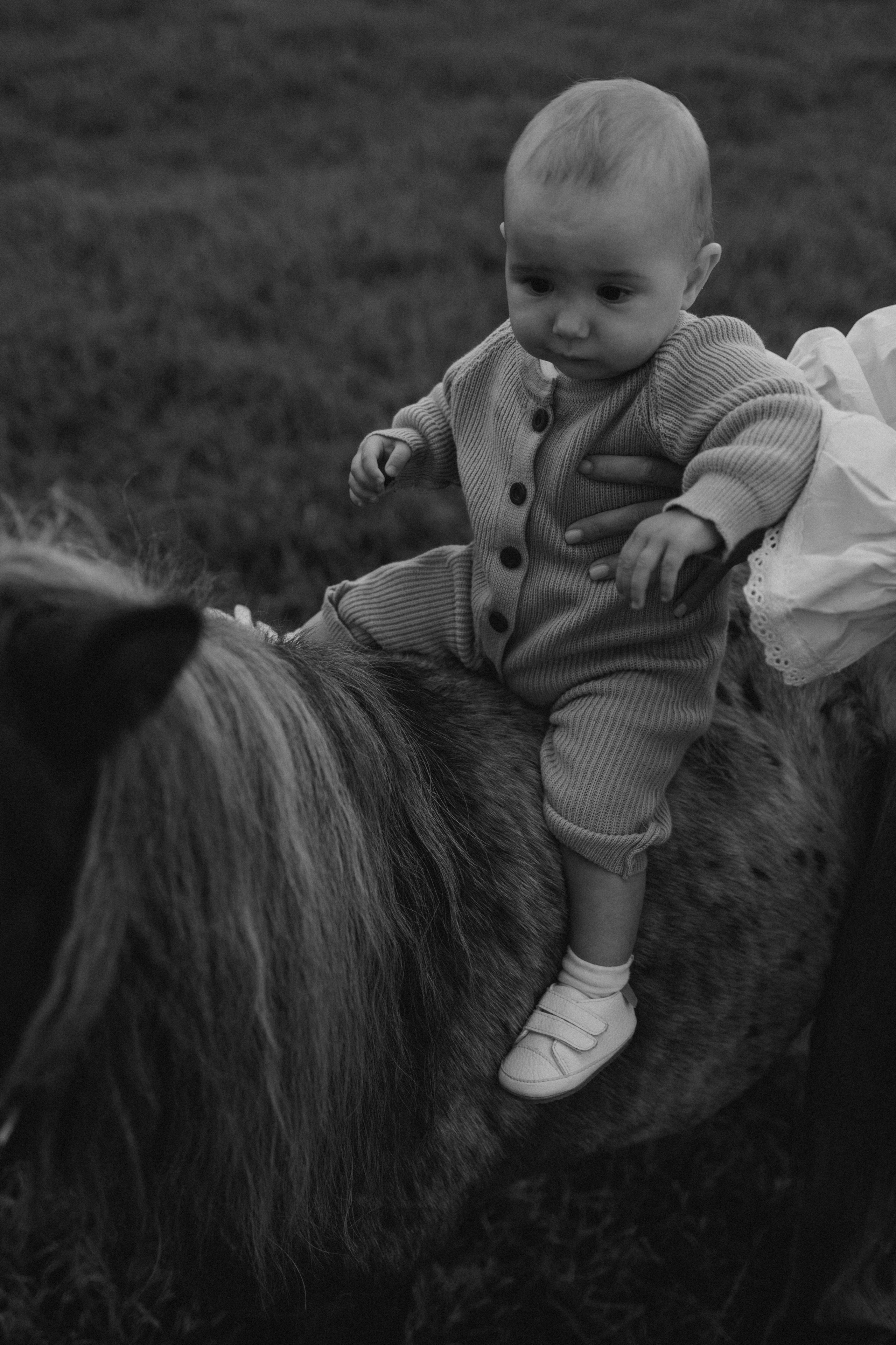 Семейная. Фотораф — анималист Мария Шистка