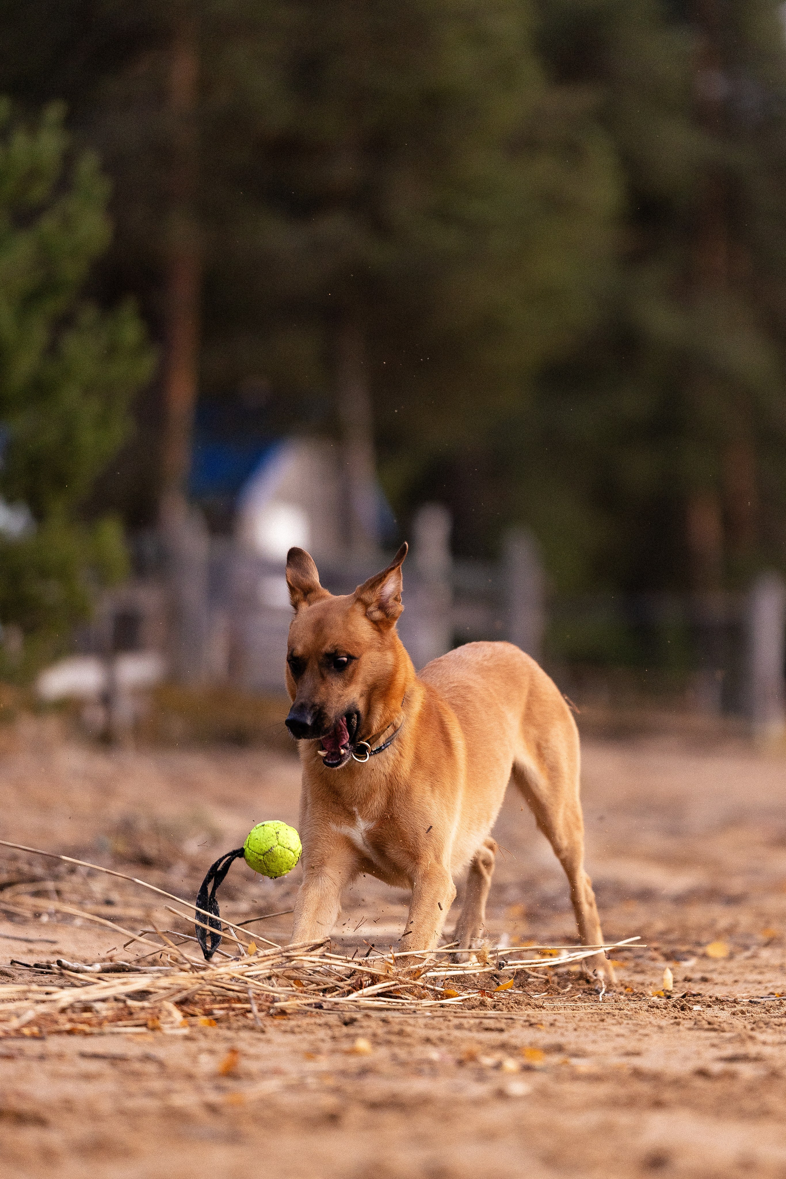 Karelia. Фотограф и видеограф анималист Аганина Дарья