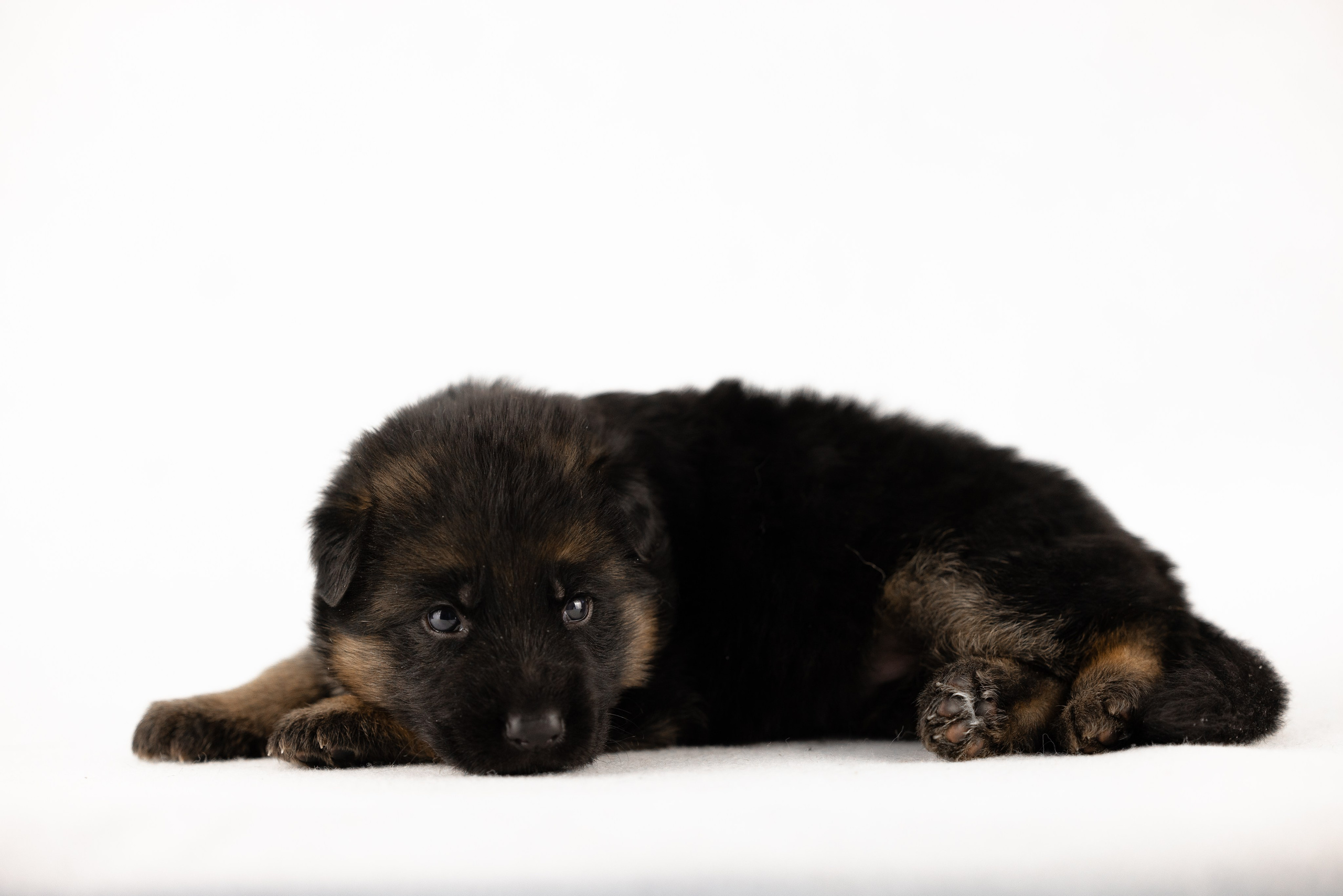 Немецкая овчарка. Фотограф и видеограф анималист Аганина Дарья