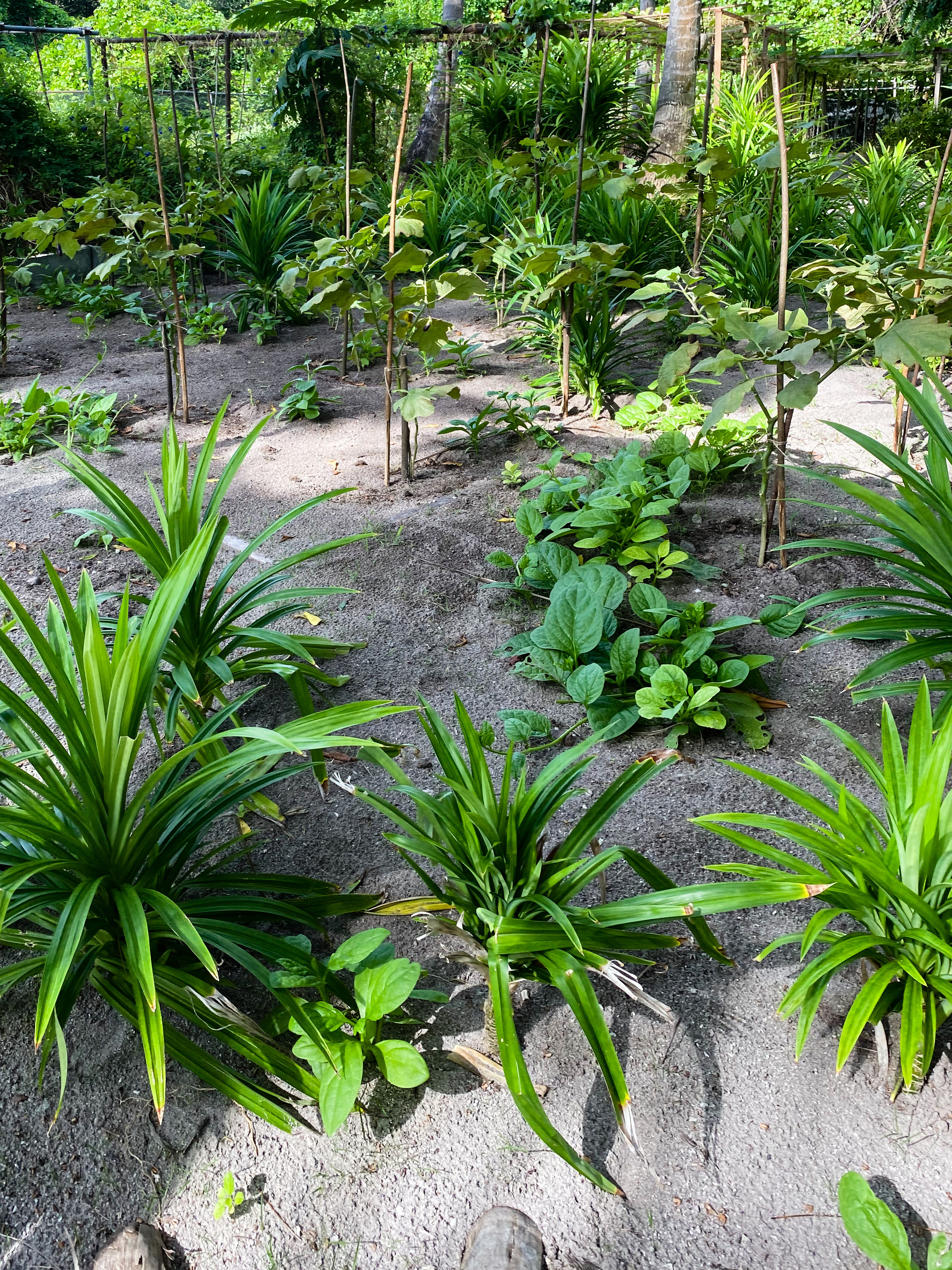 Vakkaru, Maldives. Traveling soul