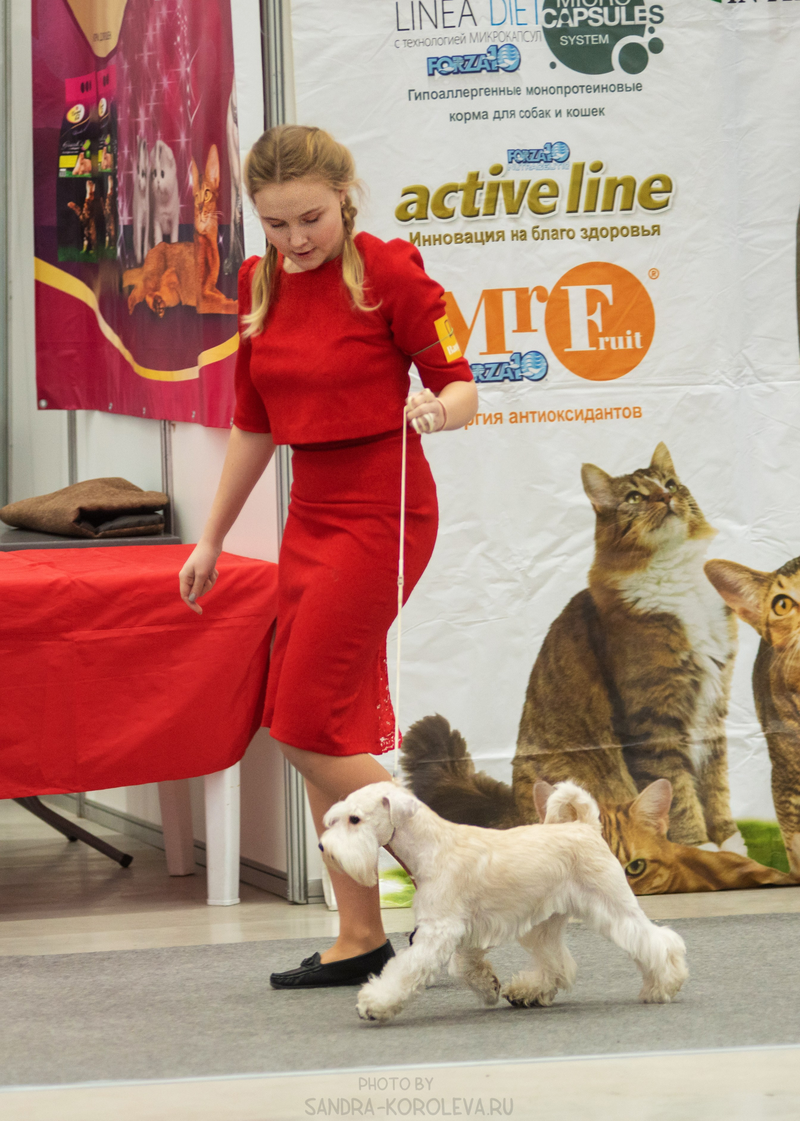 Выставка собак тюмень 14.01.2023. Дог-фотограф в Тюмени Александра Королева