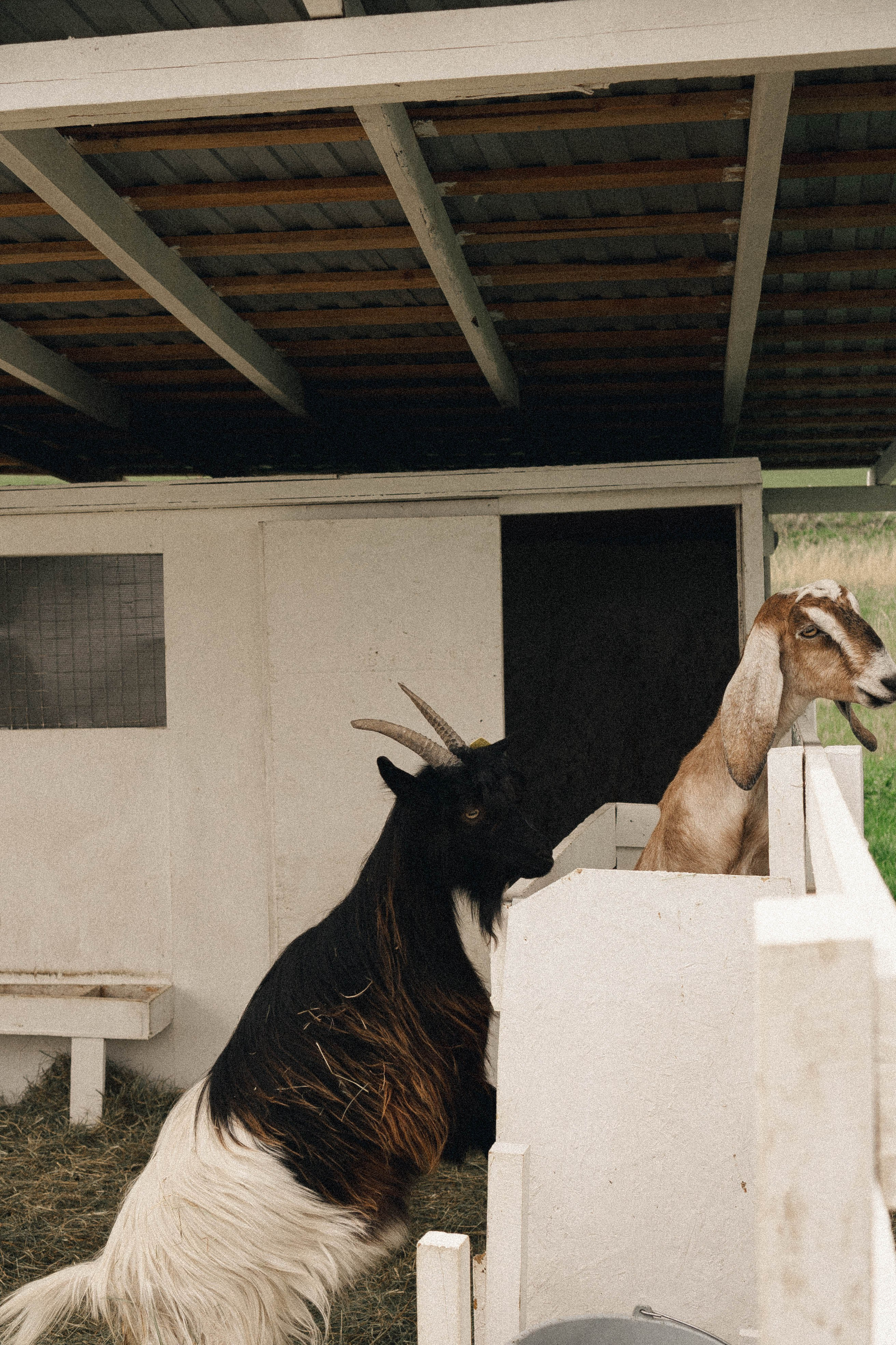 Ферма Альпак. Профессиональный фотограф, Санкт-Петербург — Виктория Богомолова