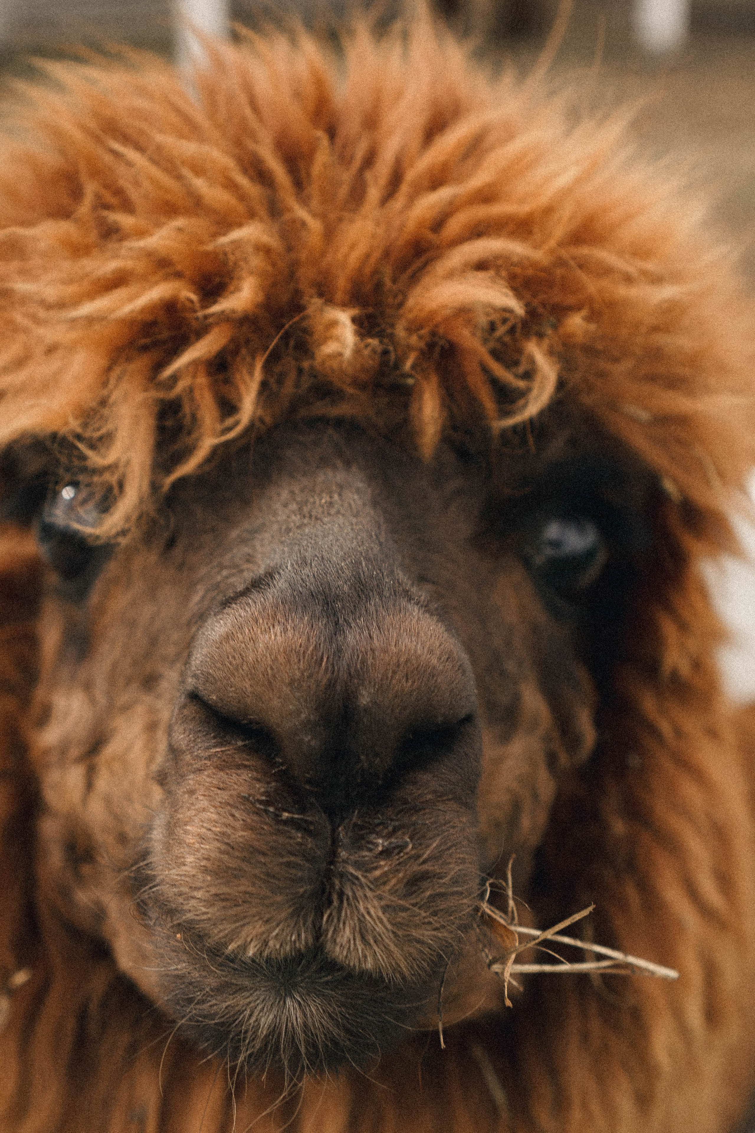 Ферма Альпак. Профессиональный фотограф, Санкт-Петербург — Виктория Богомолова