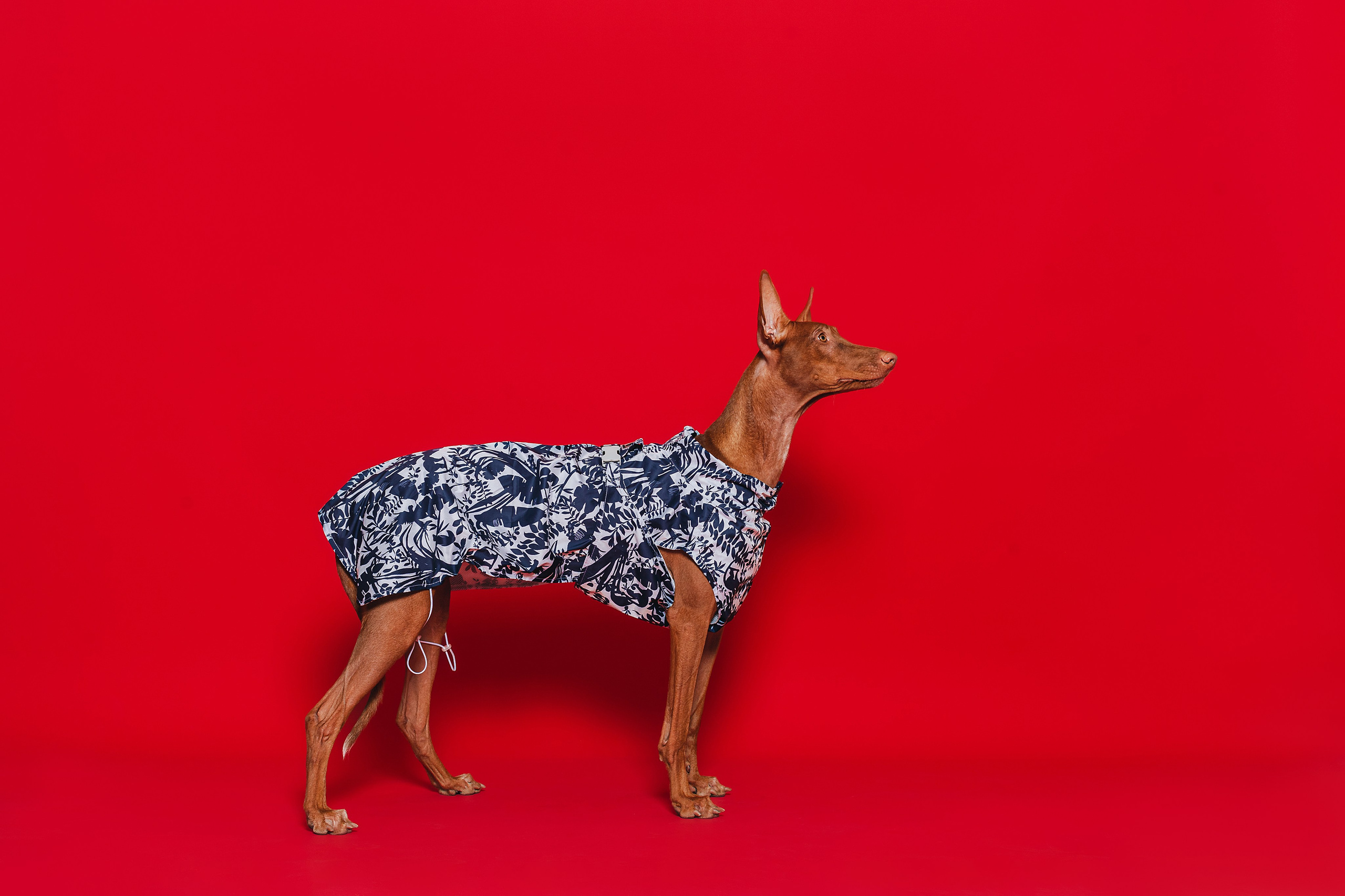 Съемка для бренда TEDDYBOY. Фотограф-анималист Татьяна Степанова