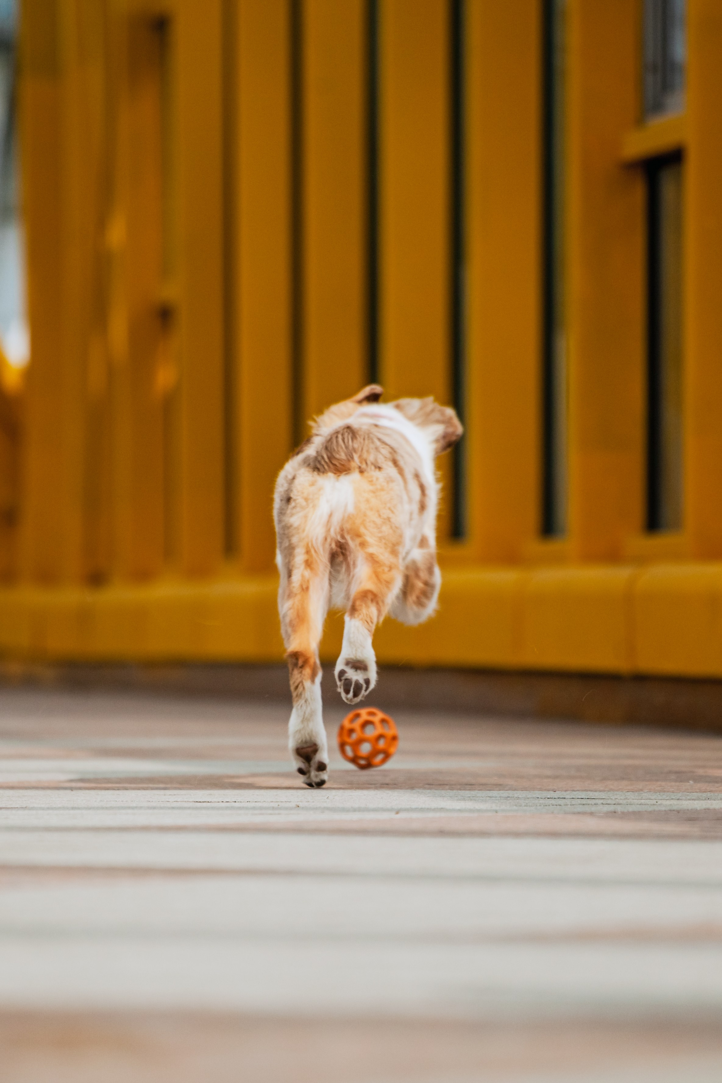 Андреевский мост. Фотограф-анималист Татьяна Степанова