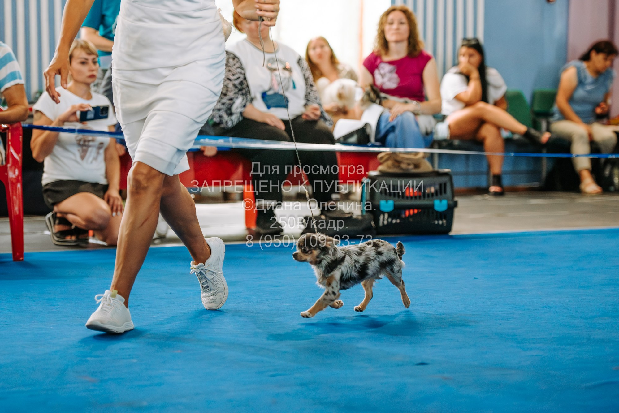 Национальная выставка собак всех пород ранга САС-IKU «Кубок Красноярск. Фотограф Диана Оленина Красноярск / Братск