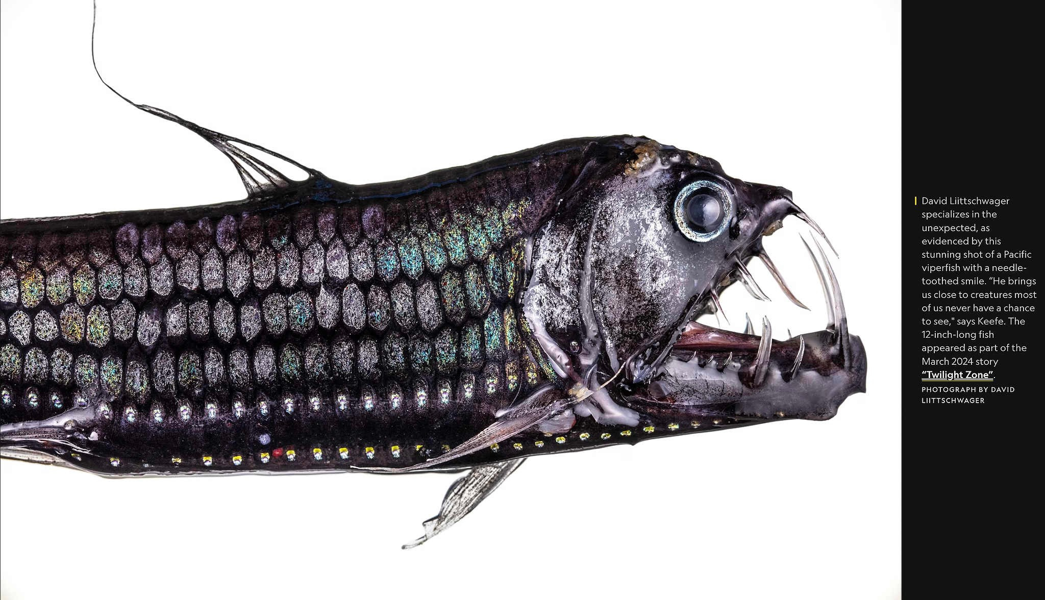 2024 год в объективе фотографов National Geographic. Фотограф Михаил Мордасов, Сочи. Мероприятия, портреты, спорт, репортаж