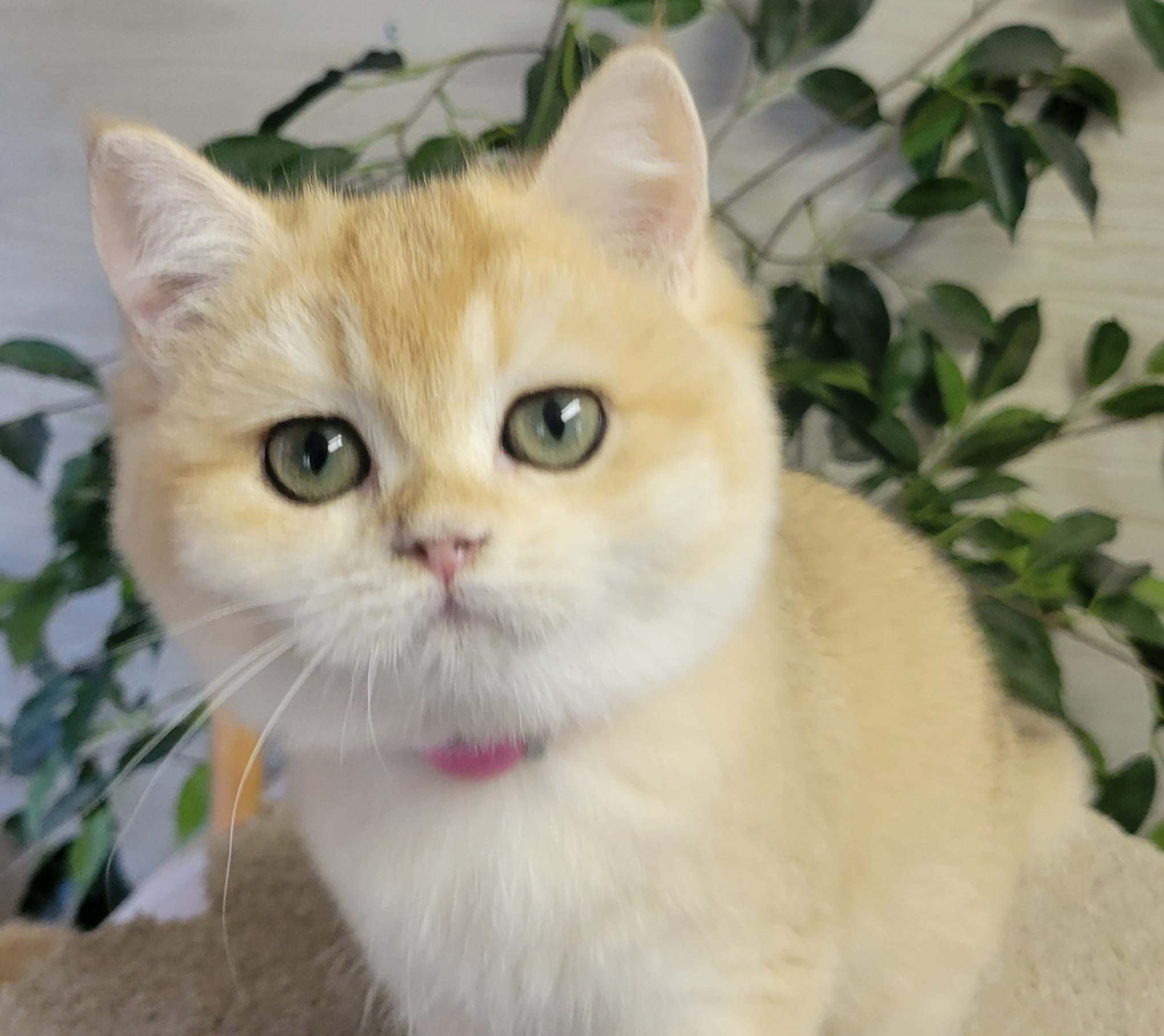 Gera, female, DB- 06.14.24,sold. British shorhair Cats