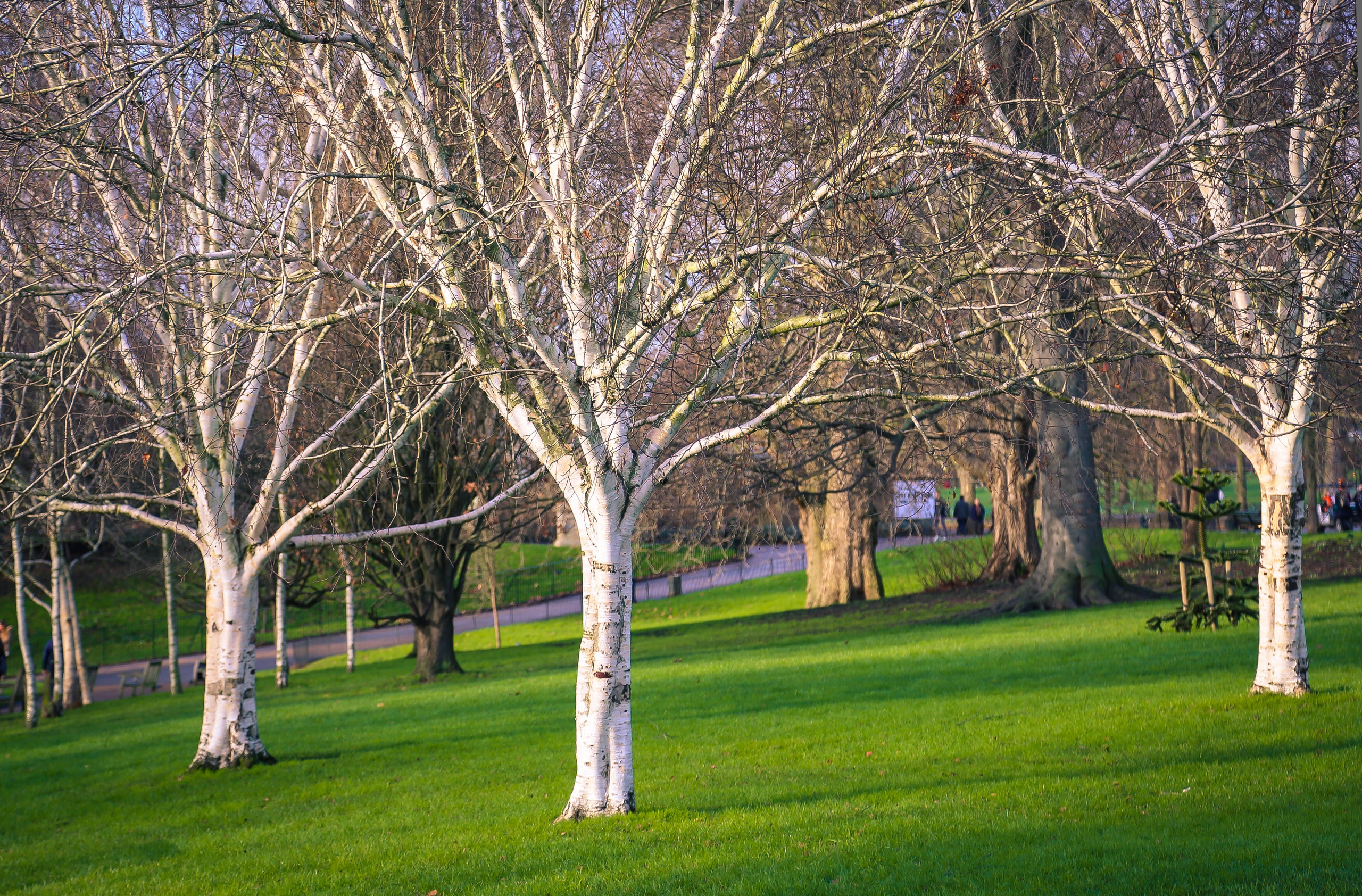 Англия: Лондон цветущий. Дарья Письменюк / Darya Leitstern — фотограф, музыкант, журналист, путешественник
