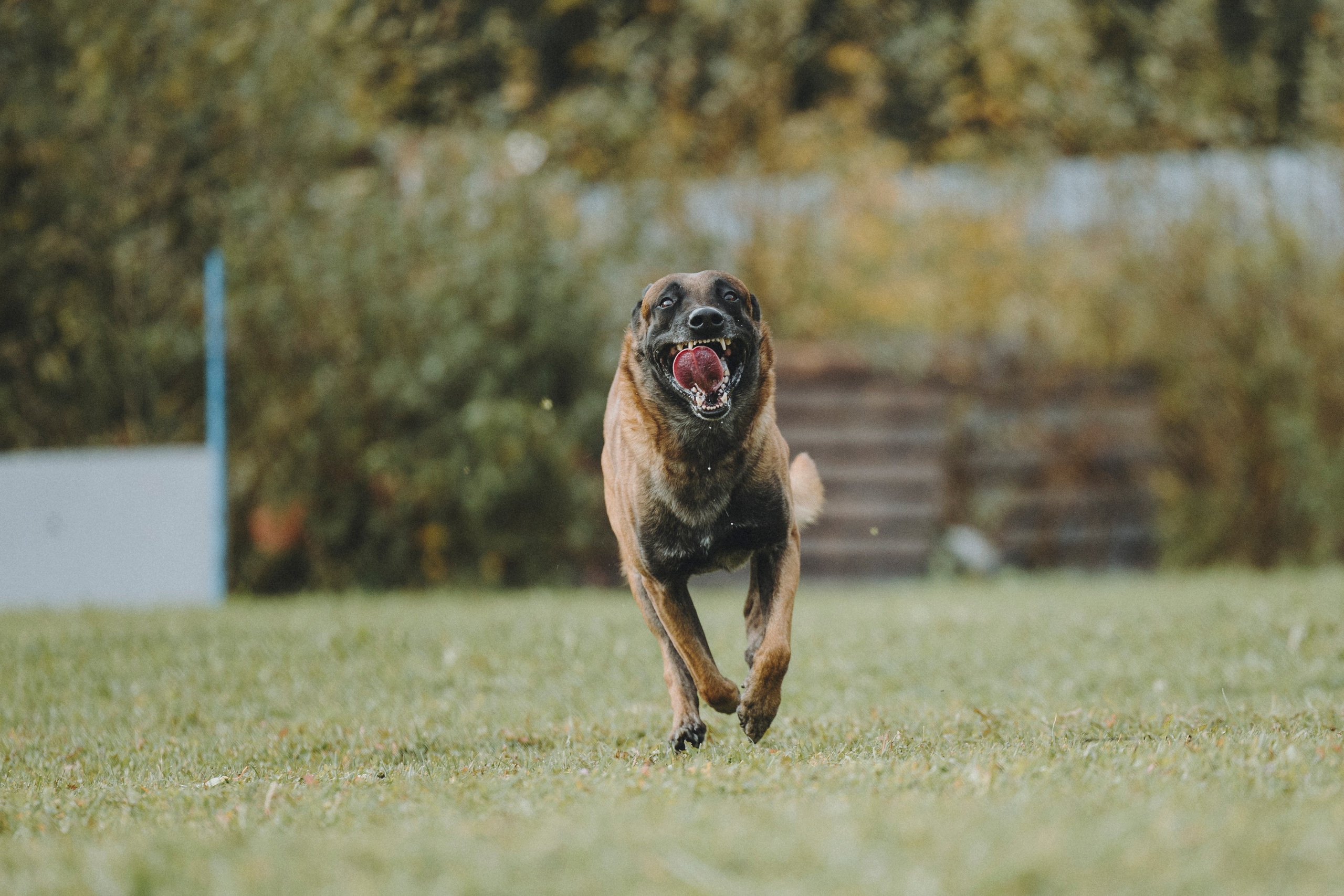 Испытания по мондьорингу г. Пушкин 29.09.2024. Фотограф-анималист Анна Маринич