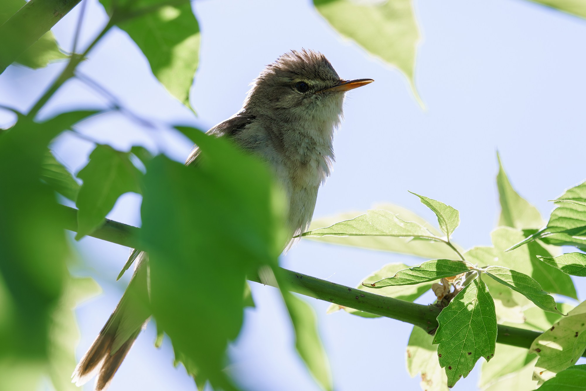 Удивительные мир птиц. Вокруг нас столько прекрасного — присмотритесь!. Ваш личный фотограф Марина Волкова
