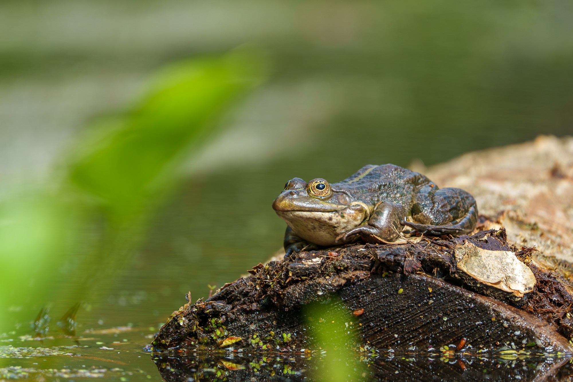 Животные. Ваш личный фотограф Марина Волкова