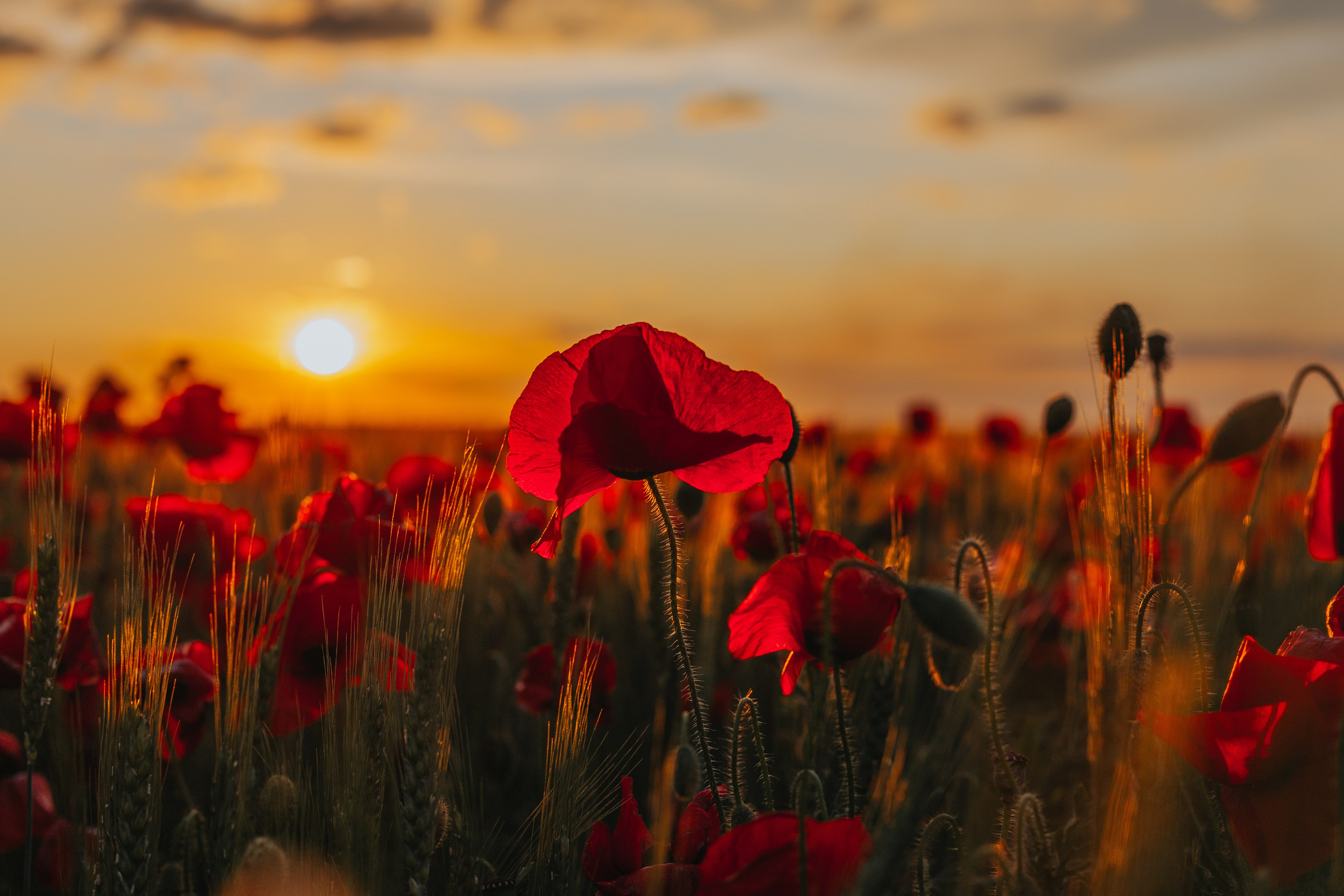 Заповедный Крым, Республика Крым. Репортажный фотограф в Крыму Ксения Гасица