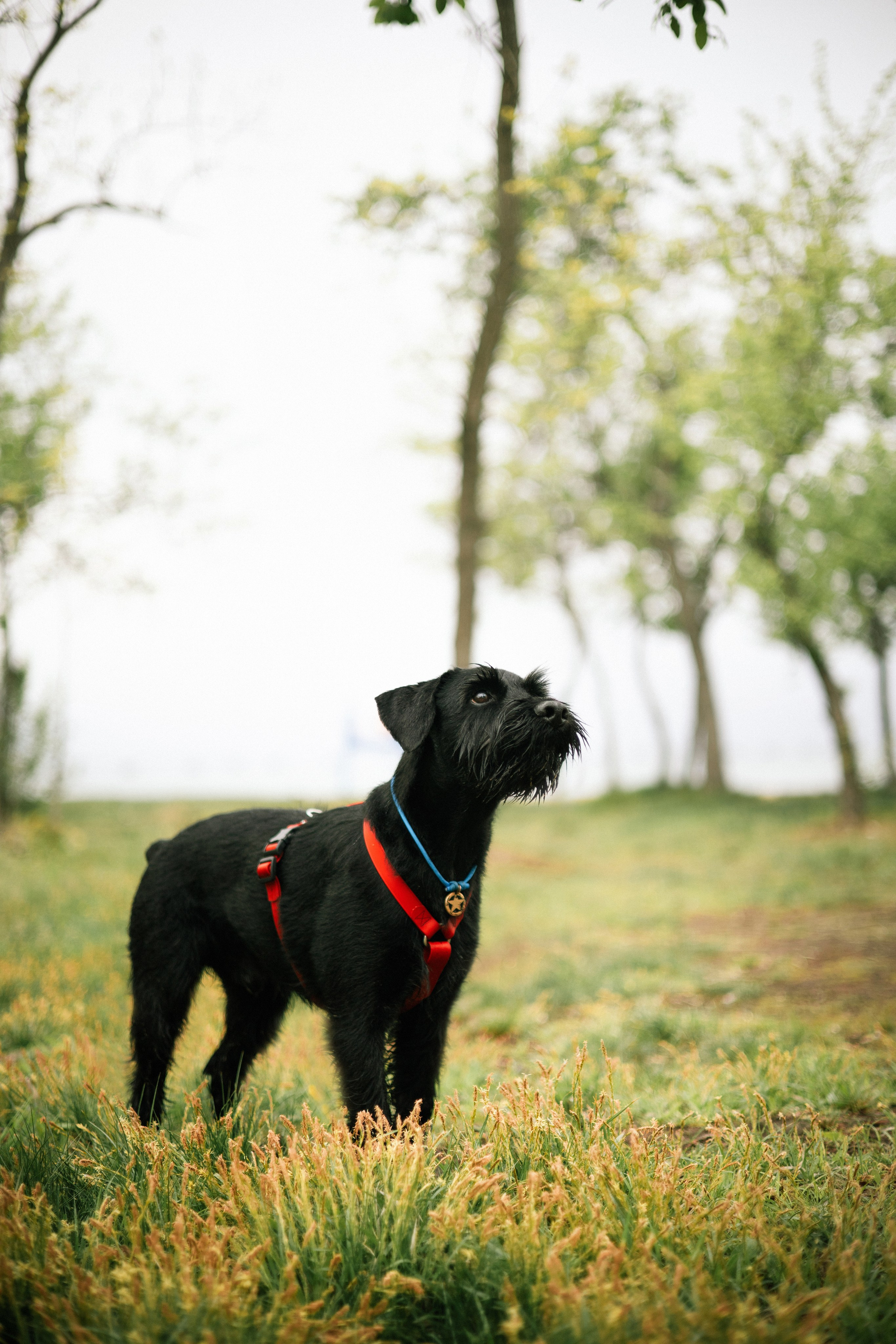 Екатерина и Вольт. Фотограф — анималист Владивосток, Алина