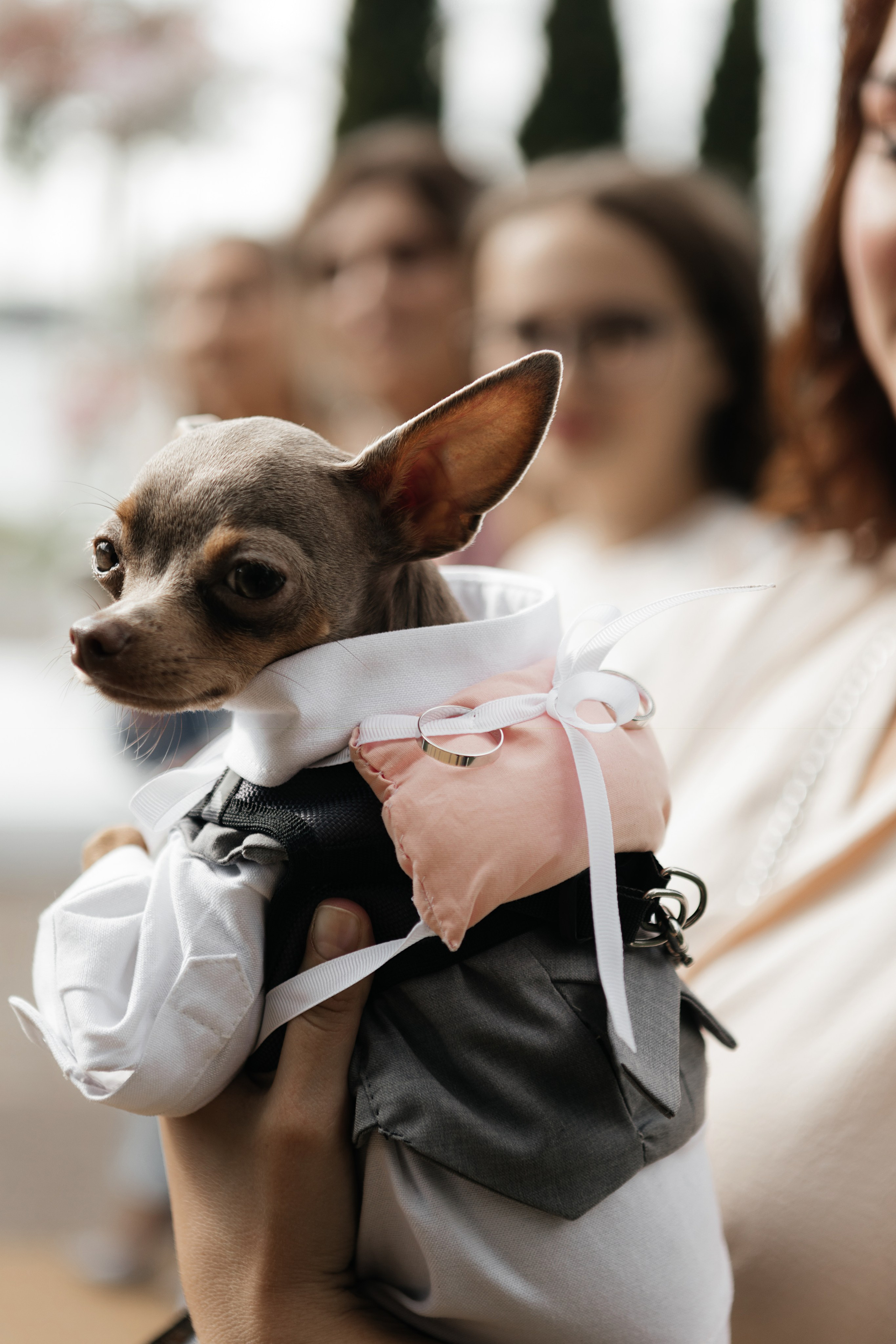 Dmitry & Tatiana. Свадебный организатор в Ростове-на-Дону Яснов Роман