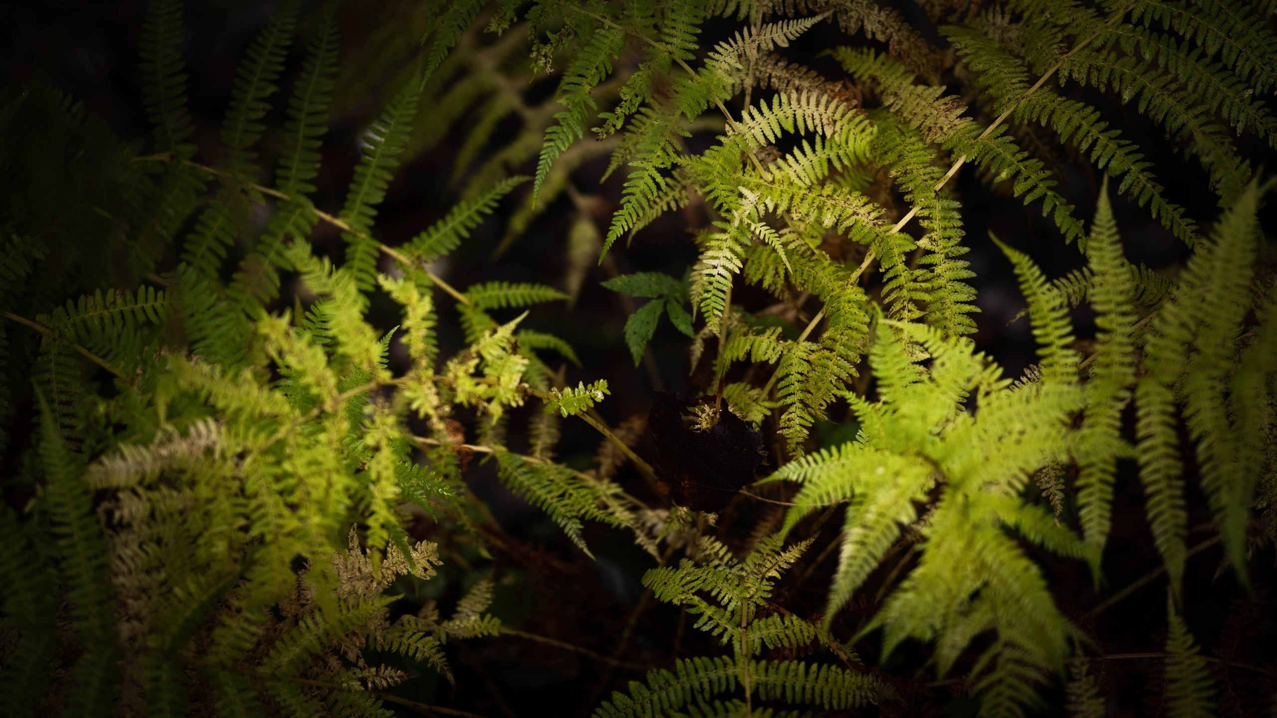 Чем дальше в лес. KRUTOVA_фотографирую жизнь