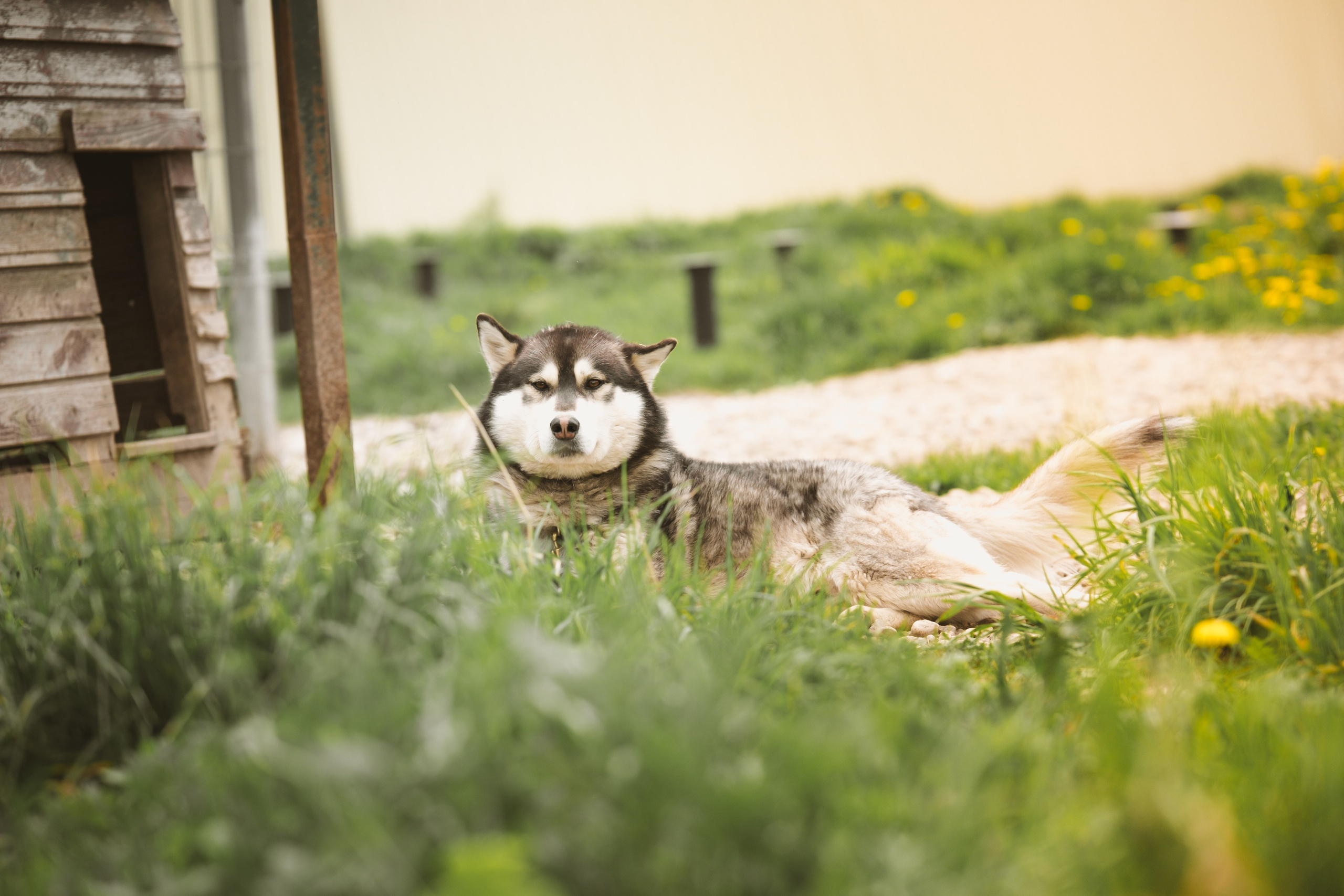 Приют Хаски. KRUTOVA_фотографирую жизнь