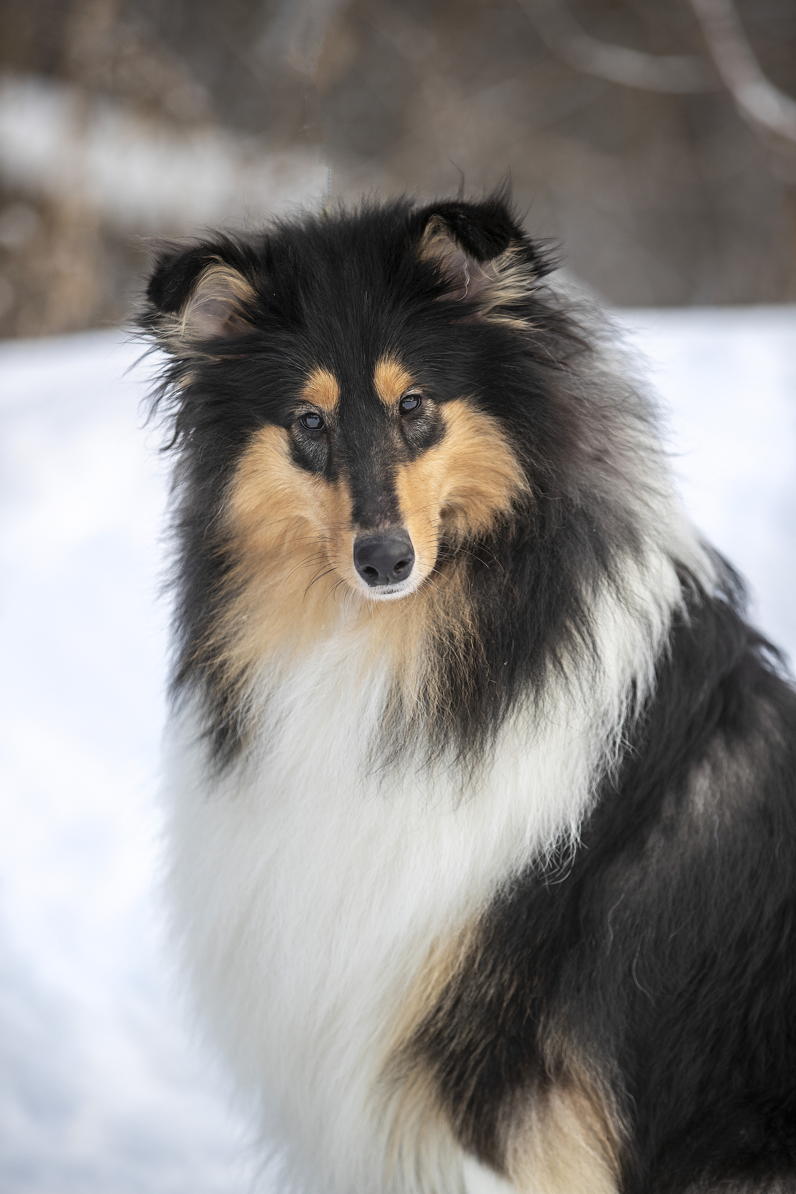 Коляшки на прогулке. Борис Артамонов фотограф — анималист. Москва