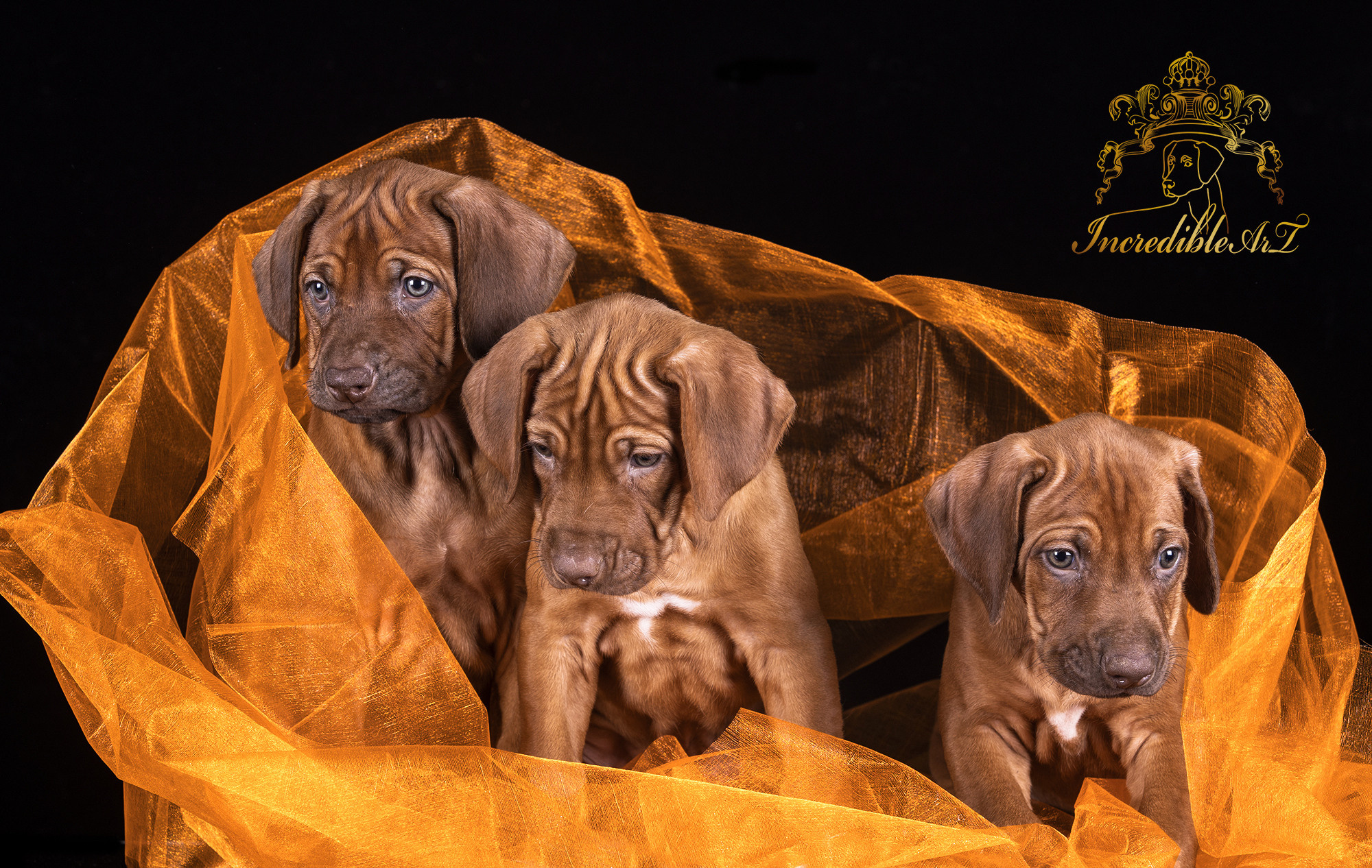 Щенки риджбеки. Борис Артамонов фотограф — анималист. Москва