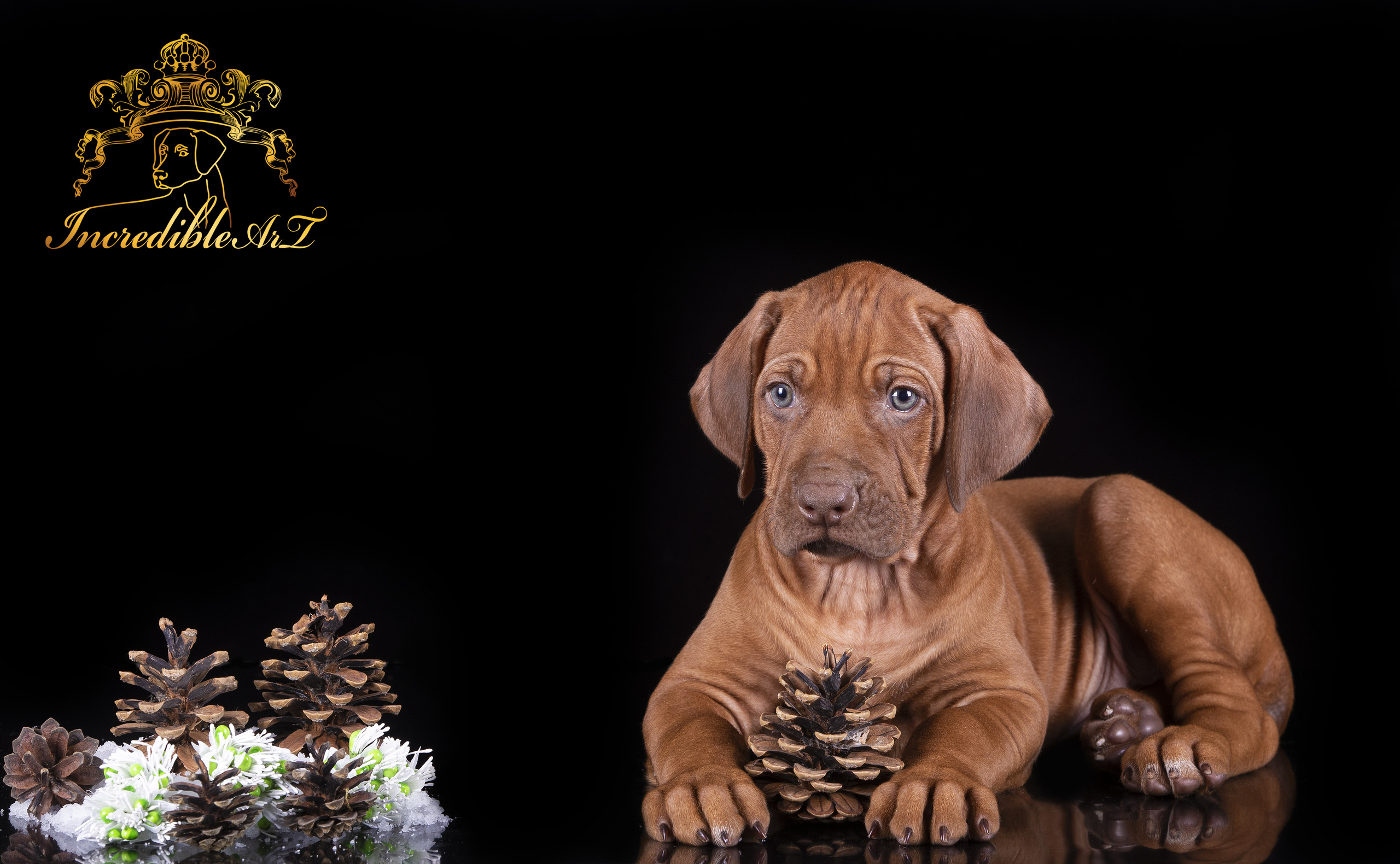 Щенки риджбеки. Борис Артамонов фотограф — анималист. Москва