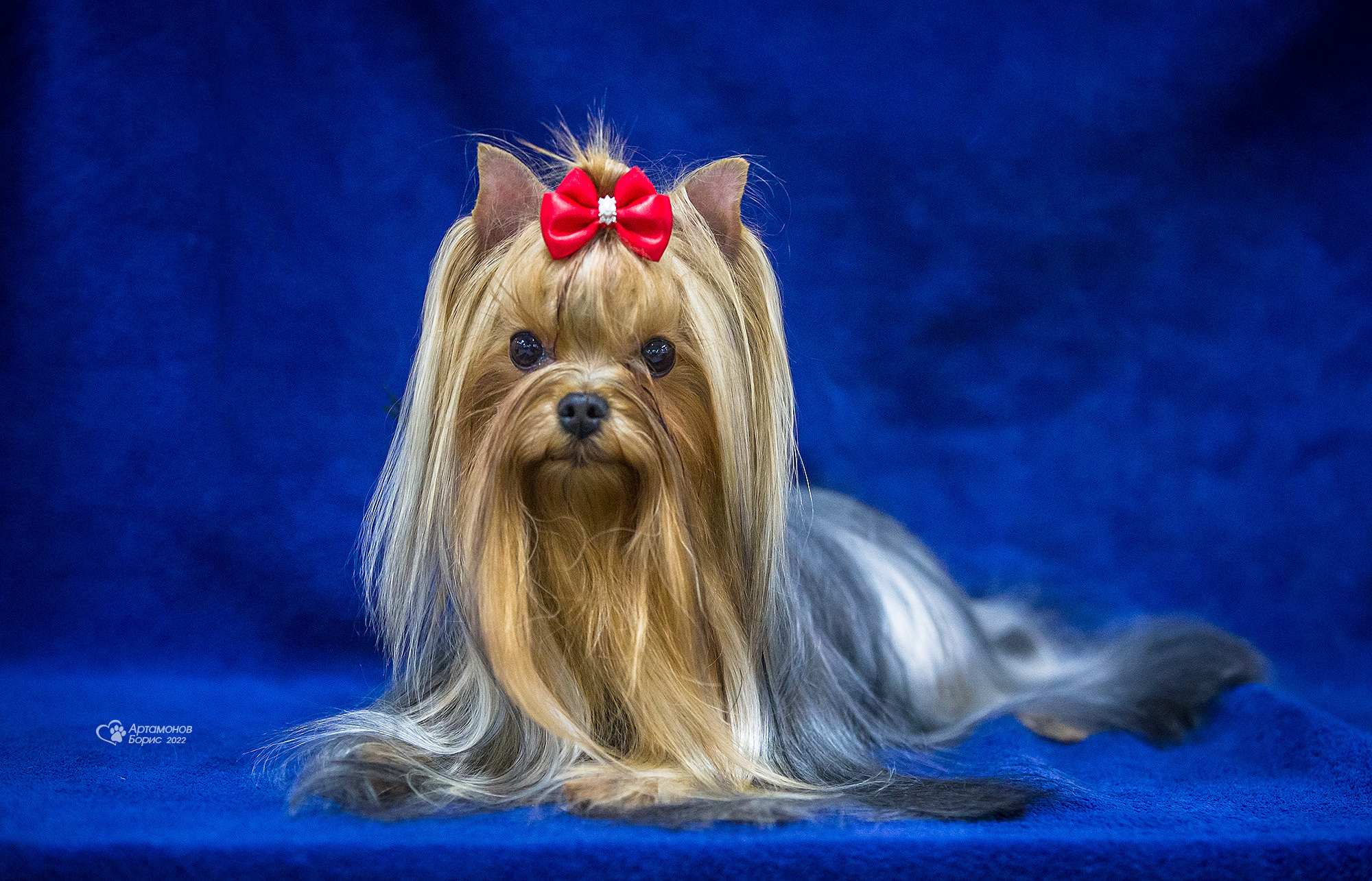 ПОРТРЕТИКИ. Борис Артамонов фотограф — анималист. Москва