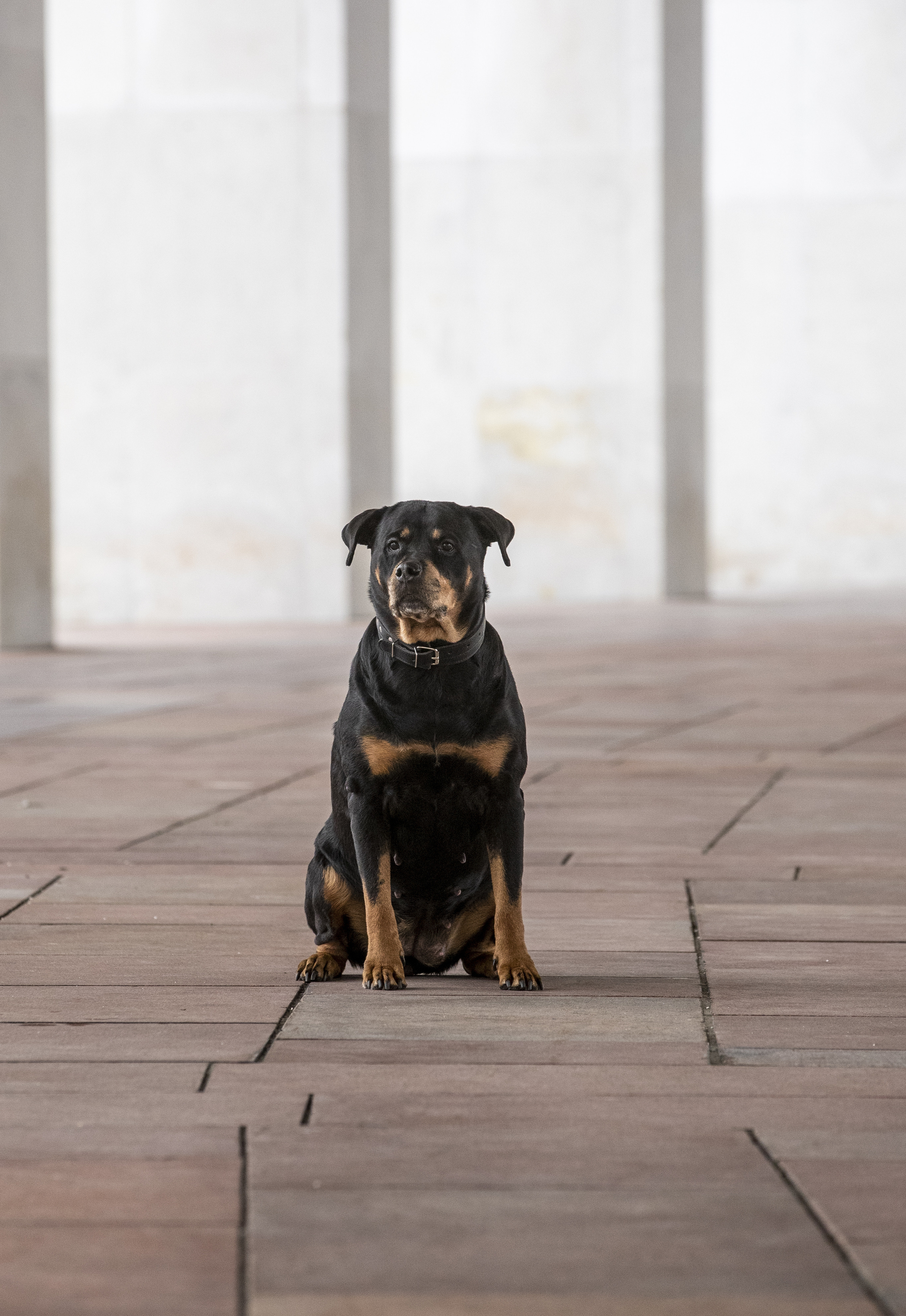 АЛЕНУШКА И ЮНА. Борис Артамонов фотограф — анималист. Москва