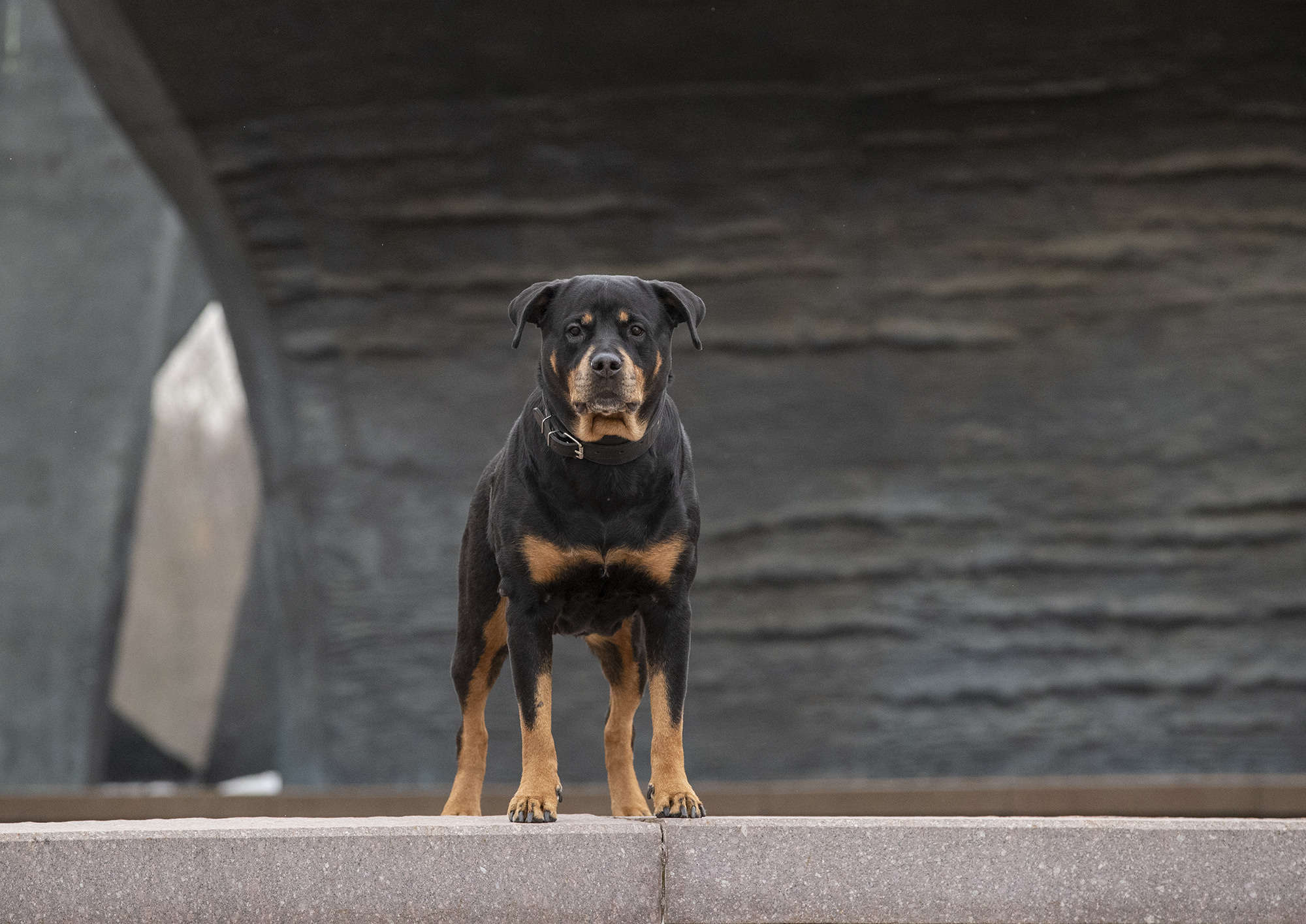 АЛЕНУШКА И ЮНА. Борис Артамонов фотограф — анималист. Москва