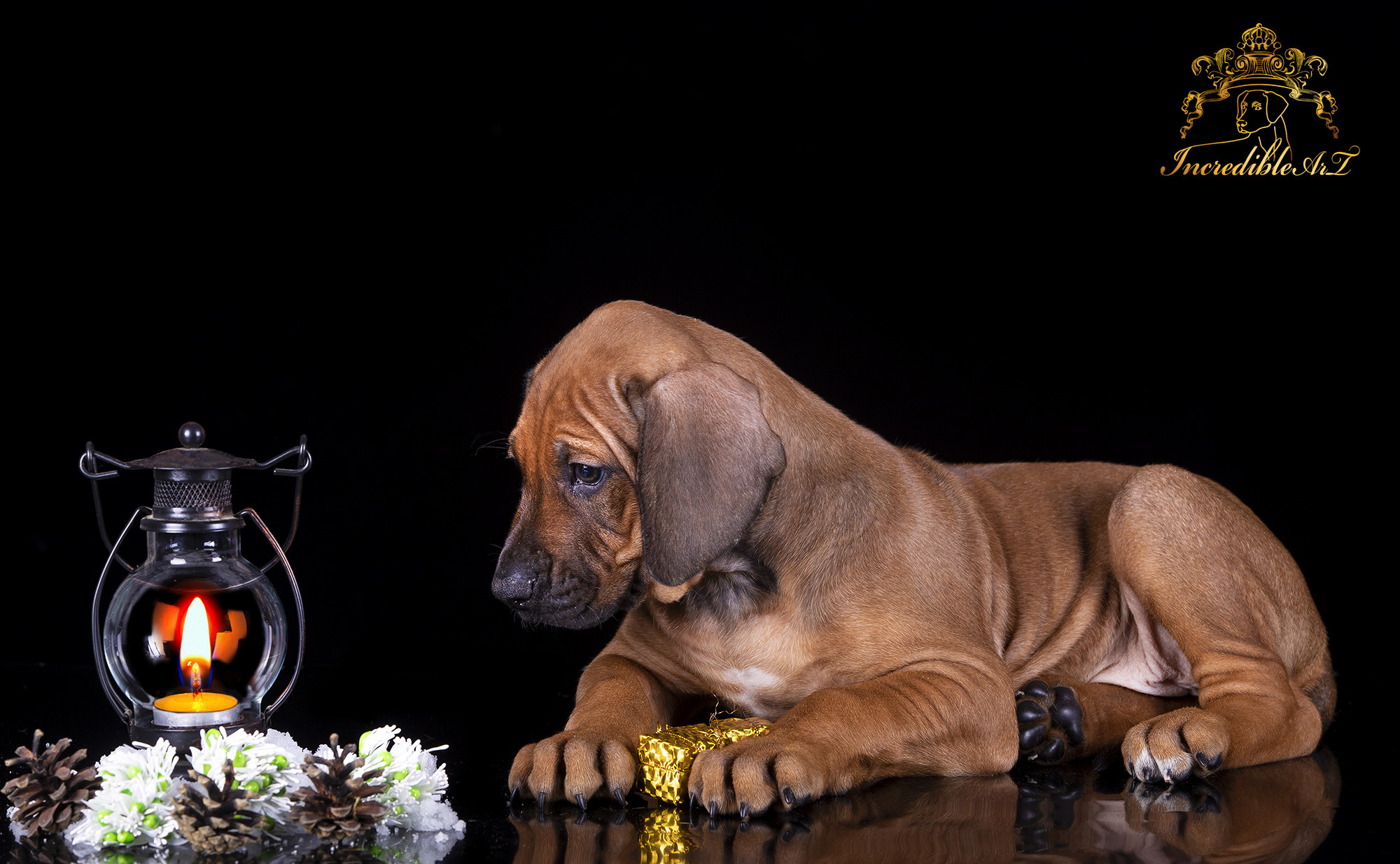 Щенки риджбеки. Борис Артамонов фотограф — анималист. Москва