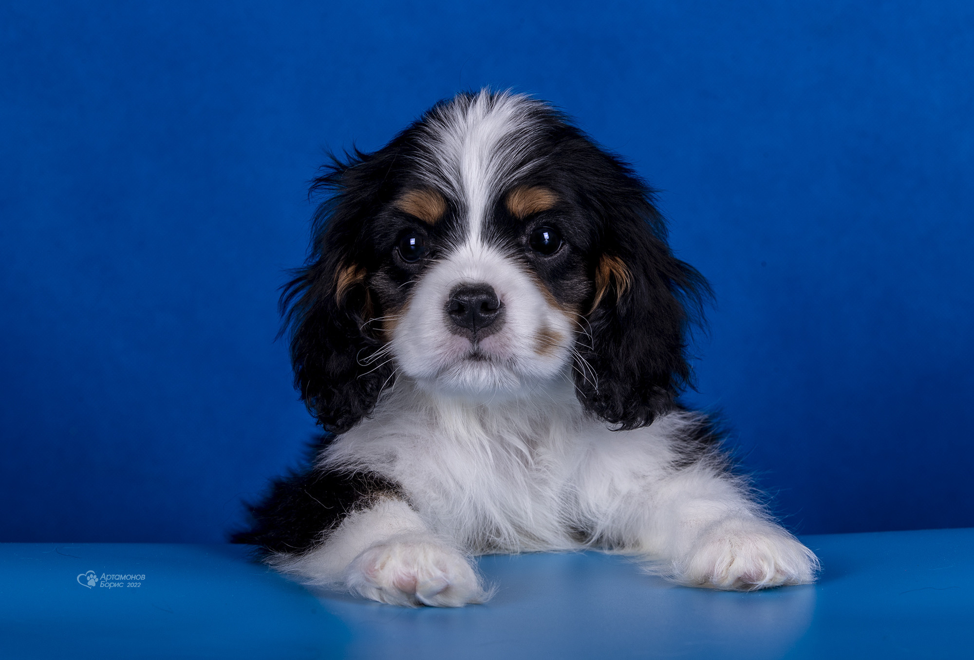 КАВАЛЕРЧИКИ. Борис Артамонов фотограф — анималист. Москва