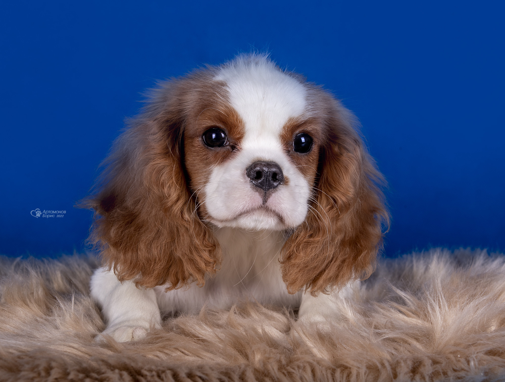 КАВАЛЕРЧИКИ. Борис Артамонов фотограф — анималист. Москва