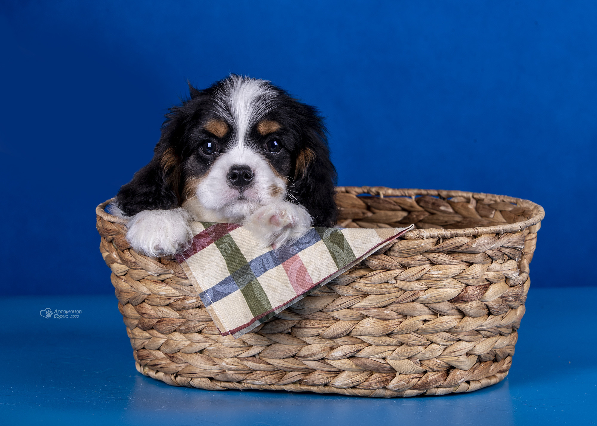 КАВАЛЕРЧИКИ. Борис Артамонов фотограф — анималист. Москва