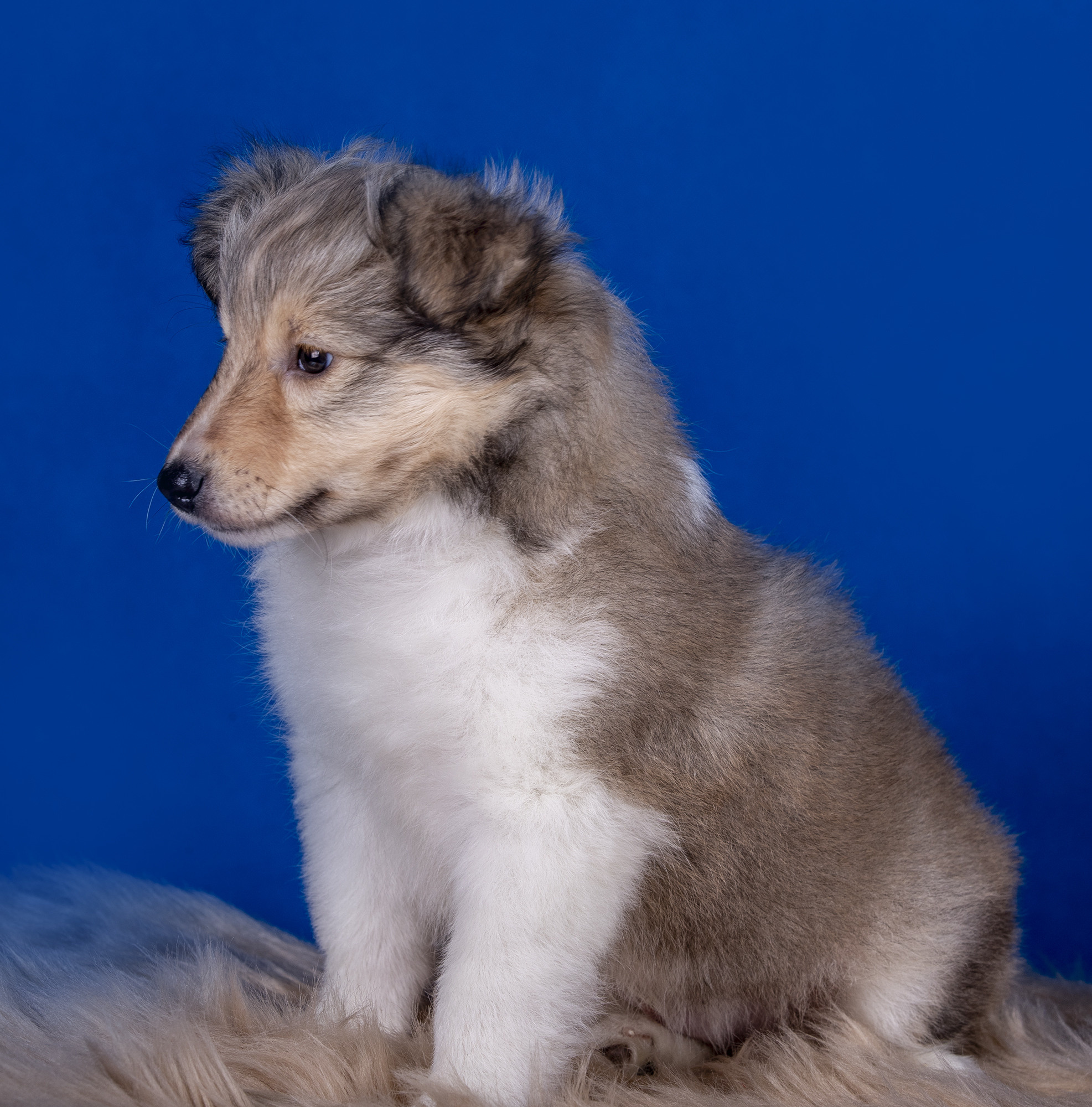 КАВАЛЕРЧИКИ. Борис Артамонов фотограф — анималист. Москва