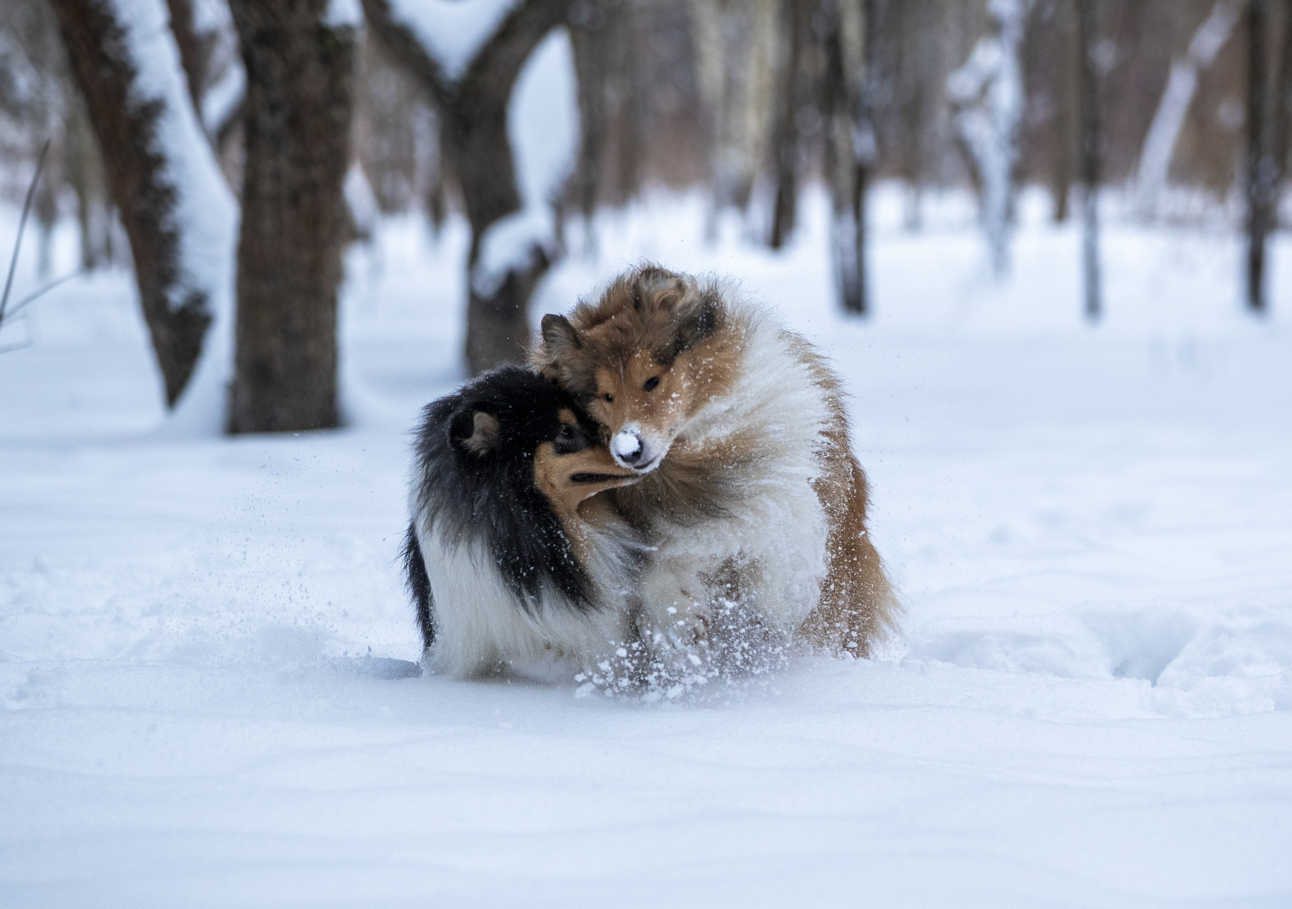 Коляшки на прогулке. Борис Артамонов фотограф — анималист. Москва