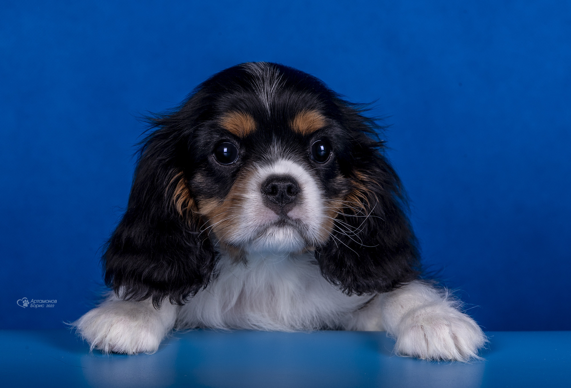 КАВАЛЕРЧИКИ. Борис Артамонов фотограф — анималист. Москва