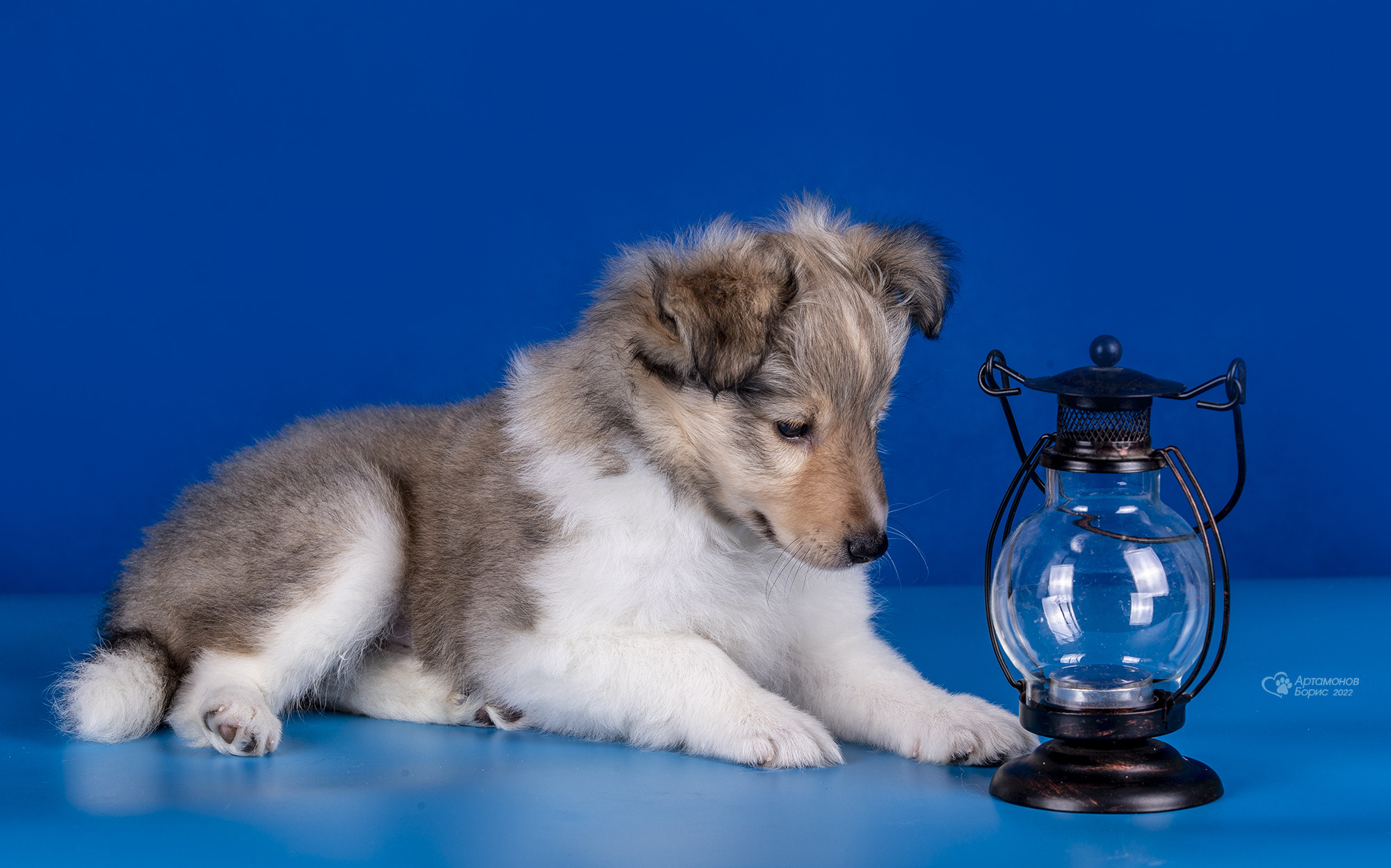 КАВАЛЕРЧИКИ. Борис Артамонов фотограф — анималист. Москва