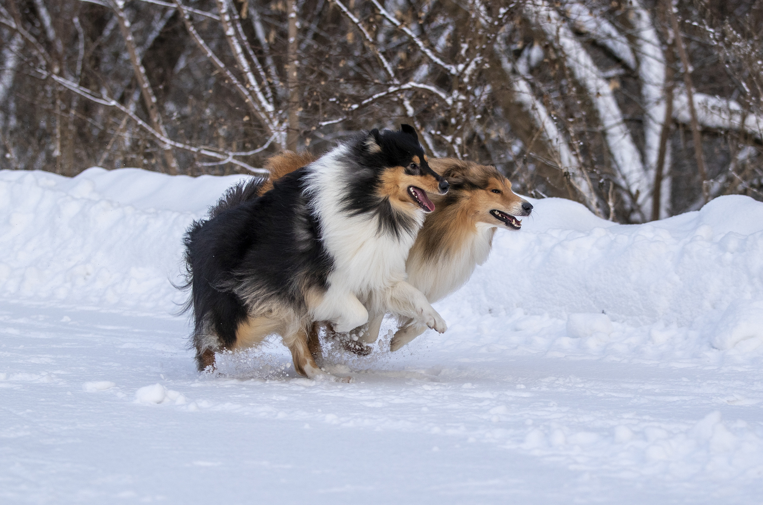 Коляшки на прогулке. Борис Артамонов фотограф — анималист. Москва