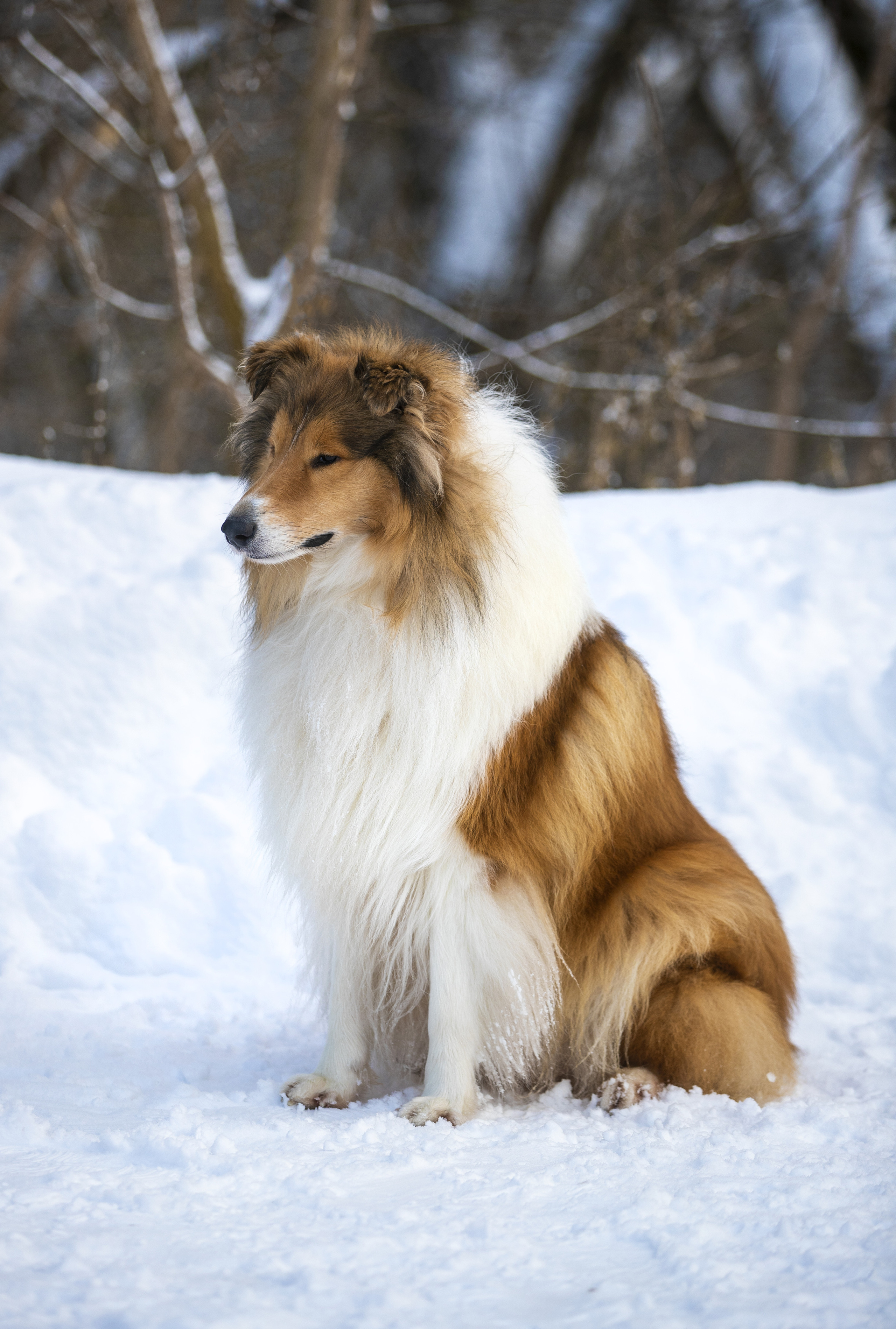Коляшки на прогулке. Борис Артамонов фотограф — анималист. Москва