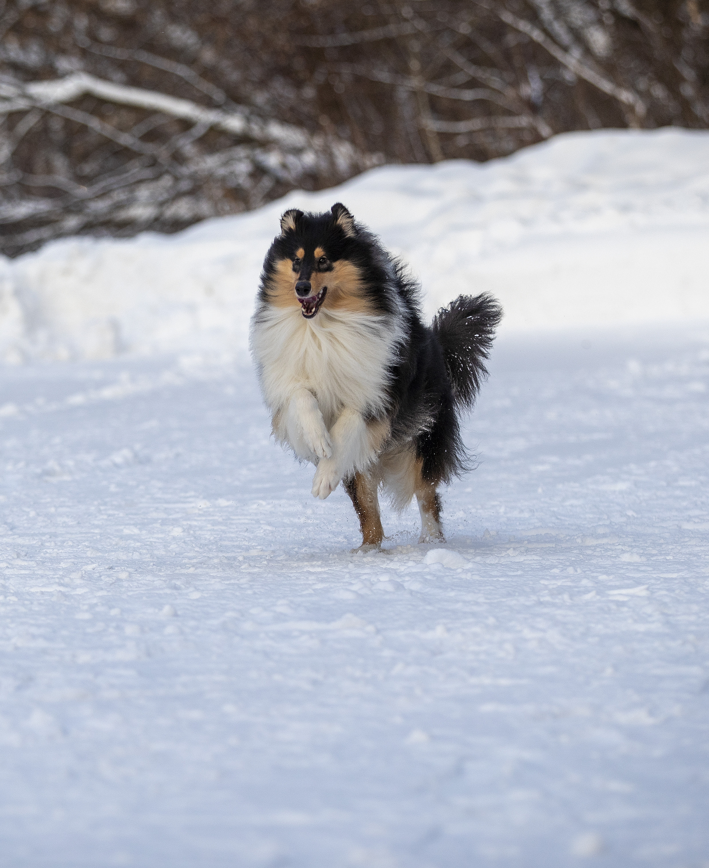 Коляшки на прогулке. Борис Артамонов фотограф — анималист. Москва