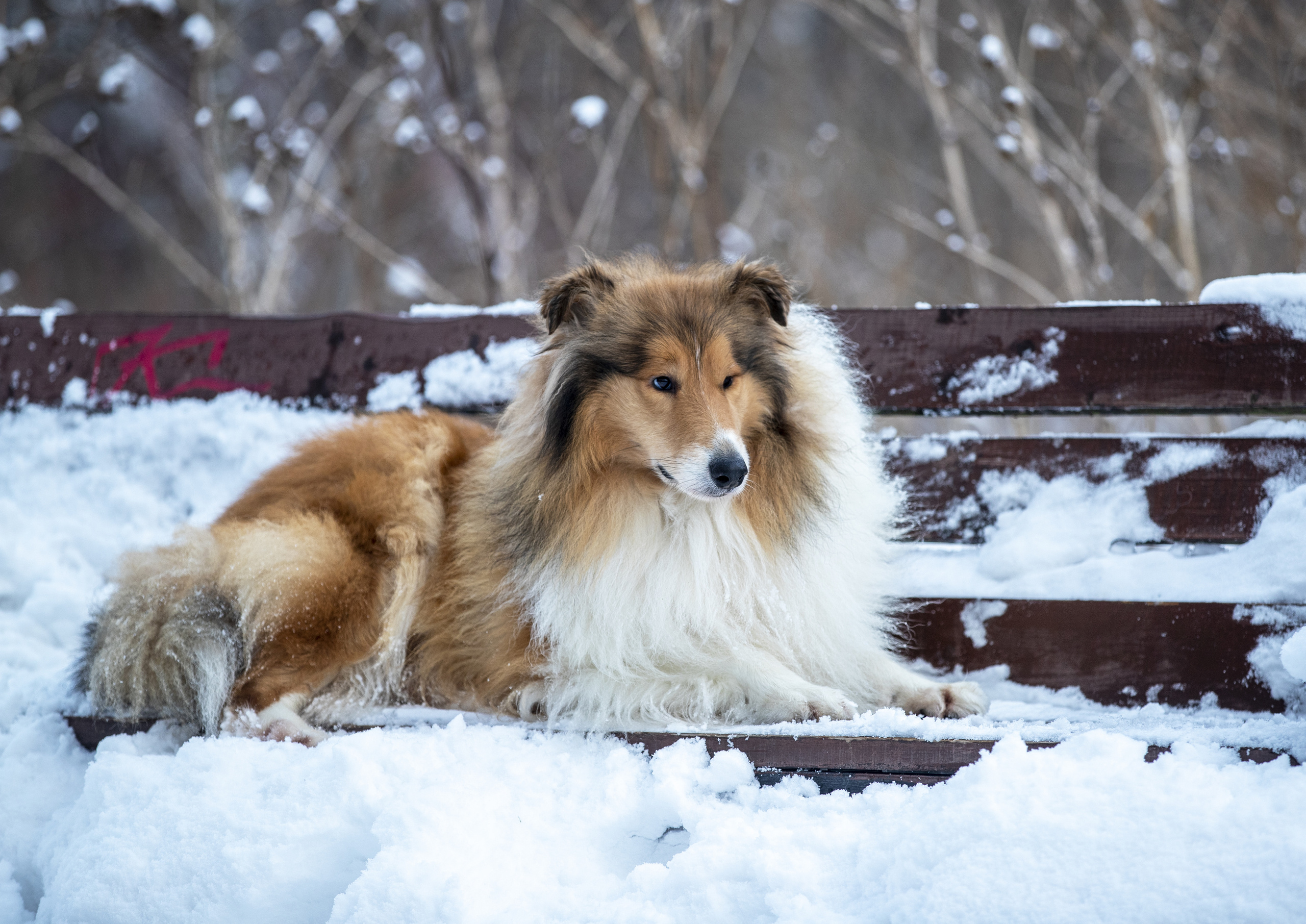 Коляшки на прогулке. Борис Артамонов фотограф — анималист. Москва