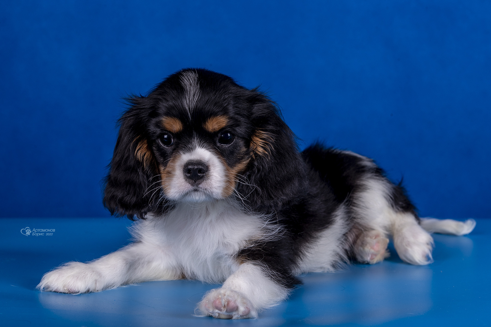 КАВАЛЕРЧИКИ. Борис Артамонов фотограф — анималист. Москва